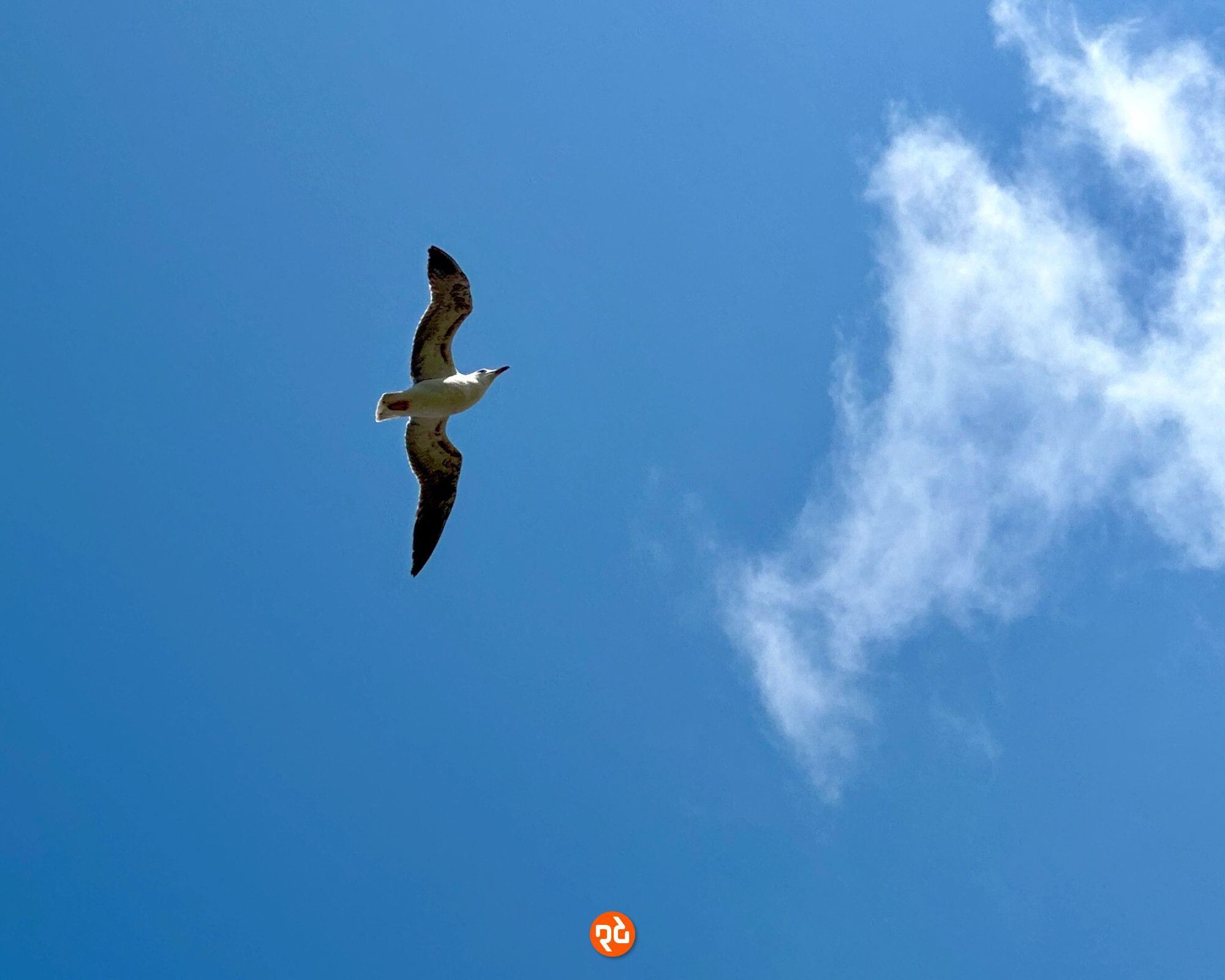 Farbfoto, Querformat, Blick nach oben: Eine weiße Möwe schwebt mit weit ausgebreiteten Flügeln vor blauem Himmel. Rechts schiebt sich eine Schleierwolke ins Bild.