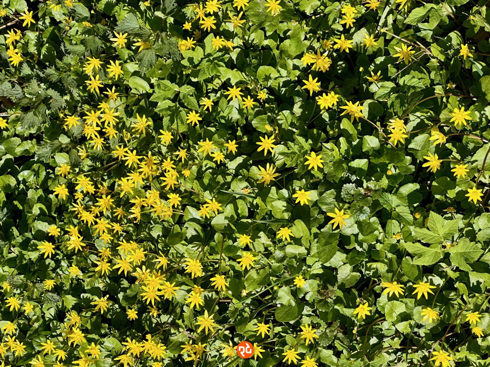 Farbfoto, Querformat, Nahaufnahme senkrecht von oben: Viele kleine gelbe Blüten behaupten sich zwischen vielen grünen Blättern und Pflanzen.