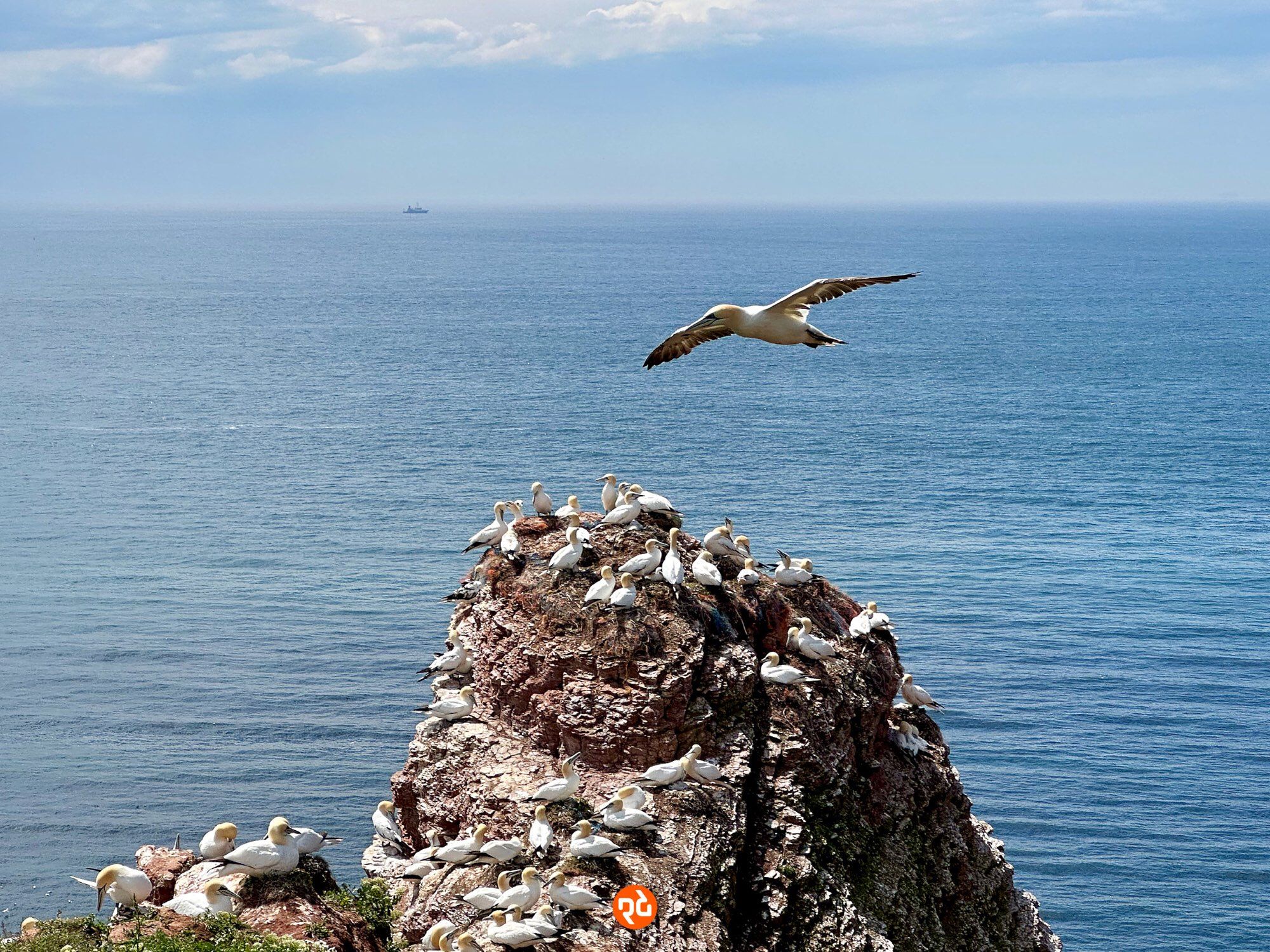 Farbfoto, Querformat, Blick übers Meer: Im Vordergrund ragt mittig ein rötlicher Felsen ins Bild. Der Felsen ist mit zahlreichen Basstölpeln bevölkert; das ist ein großer weißer Vogel mit bräunlichem Kopf und Hals. Ein einzelner Vogel schwebt gerade über der Szenerie. Im Hintergrund schimmert blau die leicht gekräuselte Nordsee. Am  Horizont erkennt  man im Dunst die Silhouette eines Schiffes.