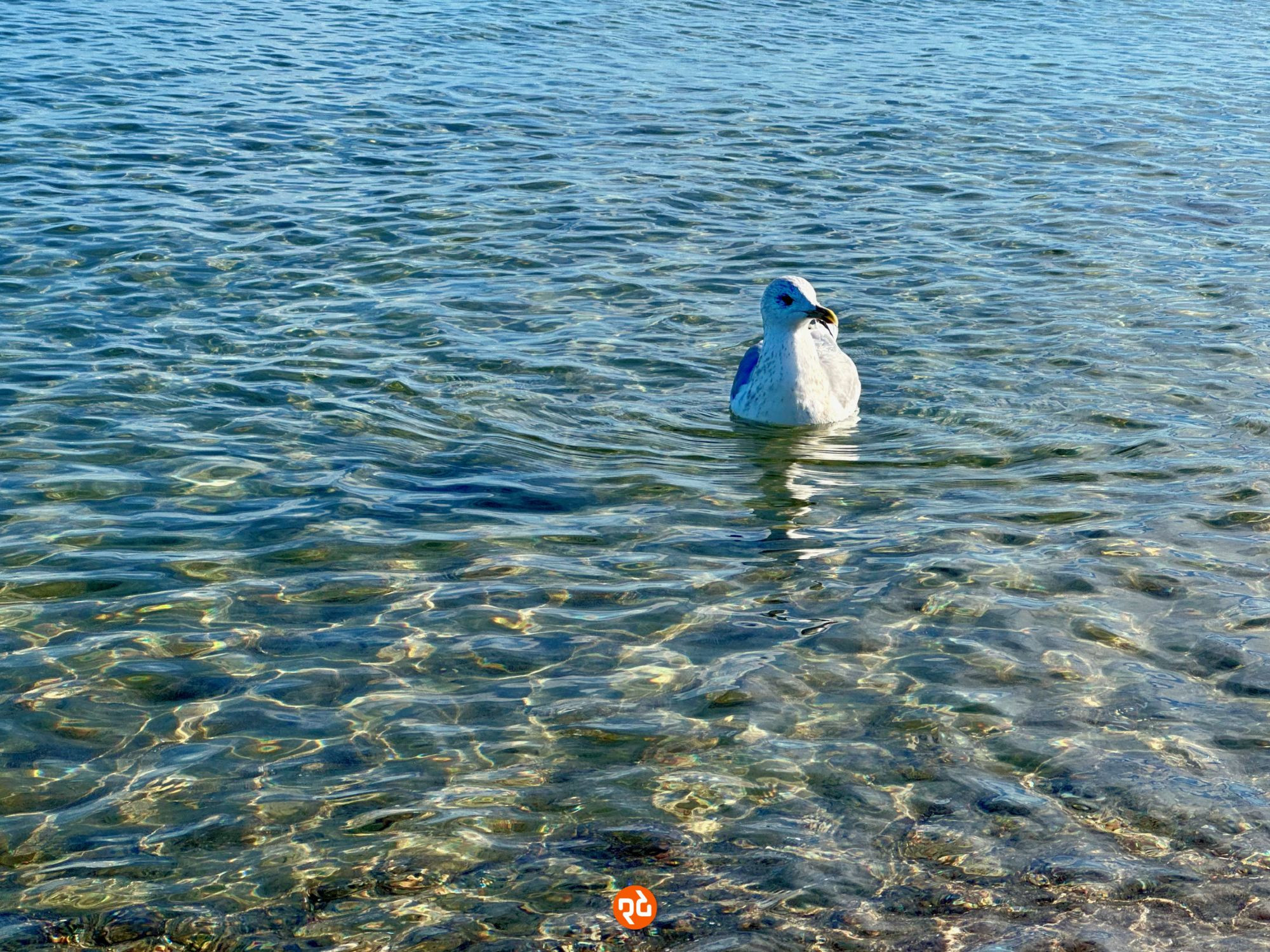 Farbfoto, Querformat: Eine weiße Möwe treibt im seichten Wasser in Ufernähe. Die Möwe schaut nach rechts. Durch das leicht gekräuselte klare Wasser kann man den Meeresgrund erkennen. Sonnenlicht spielt auf den Wellen und dem Meeresgrund.