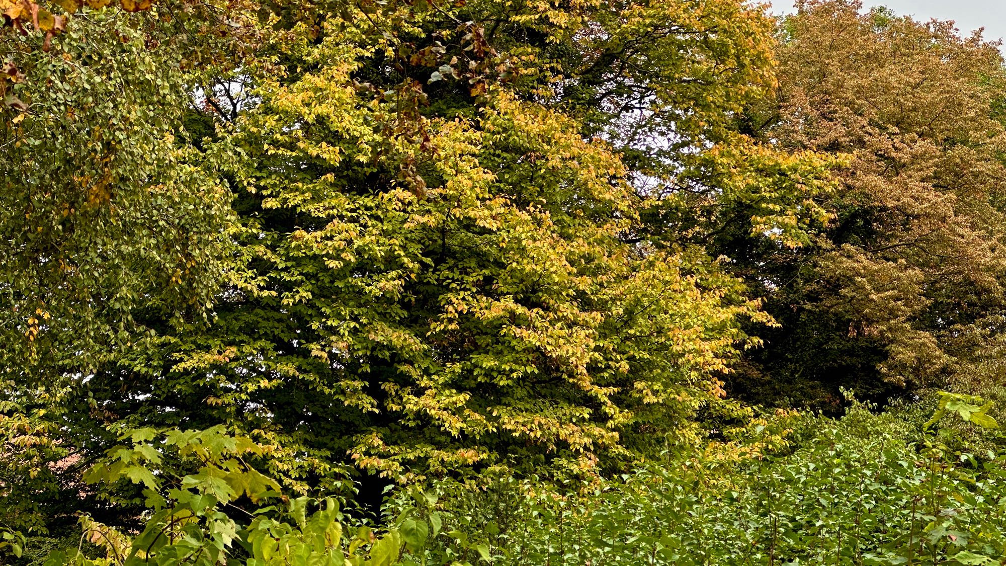 Farbfoto, Querformat: Der gesamte Bildausschnitt ist komplett bedeckt mit Bäumen voller buntem Herbstlaub in unterschiedlichen Farbtönen von Grün über Gelb hin zu Orange.