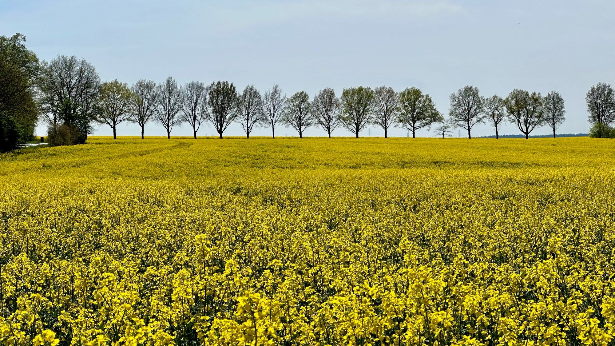 Farbfoto, Querformat: Panoramablick über ein leuchtend gelb blühendes Rapsfeld. Am Horizont eine Allee auf volle Bildbreite. Darüber ein blasser Himmel.