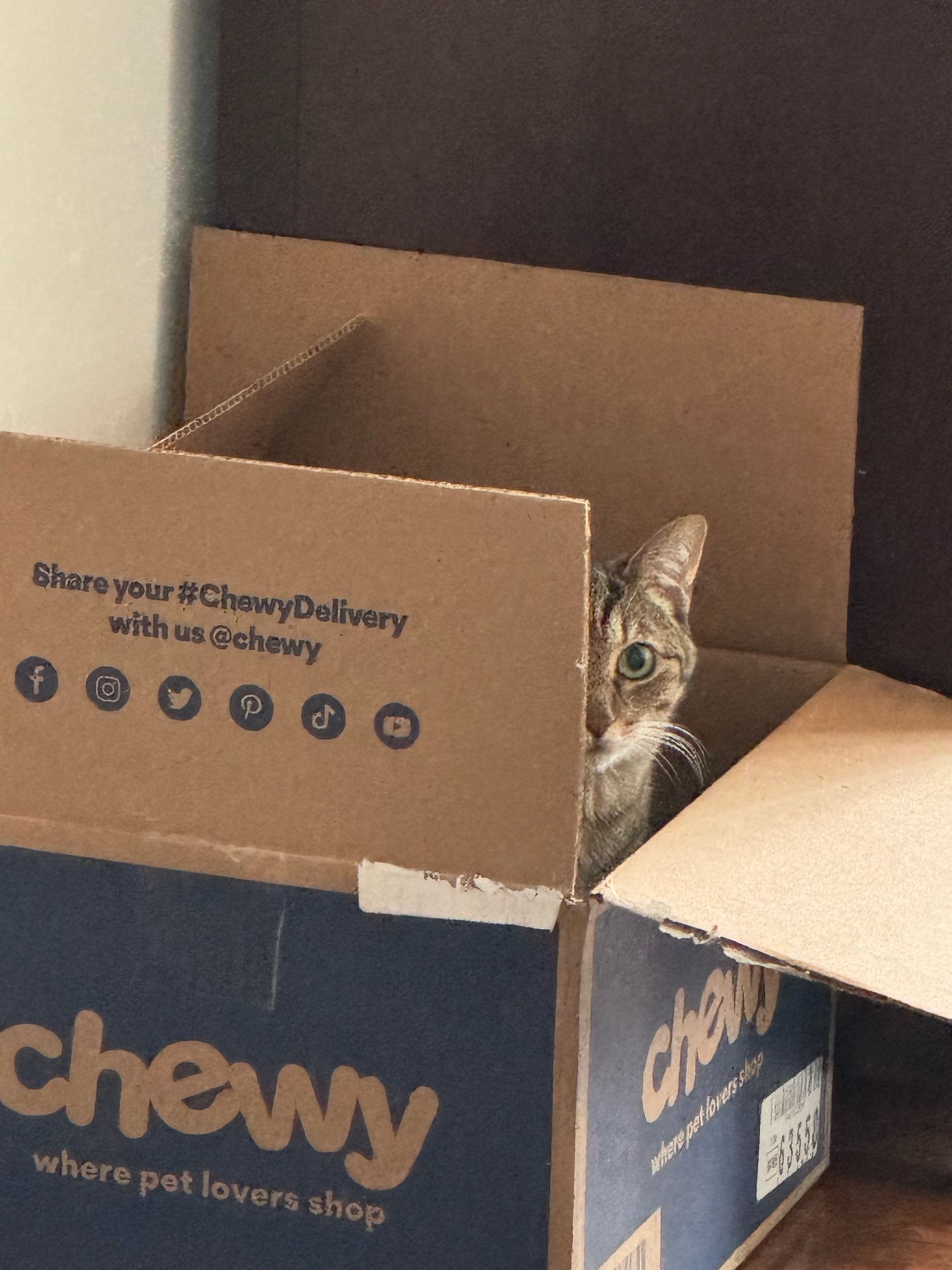 A tabby cat named Cabi peeks out from a cardboard box from online retailer Chewy.