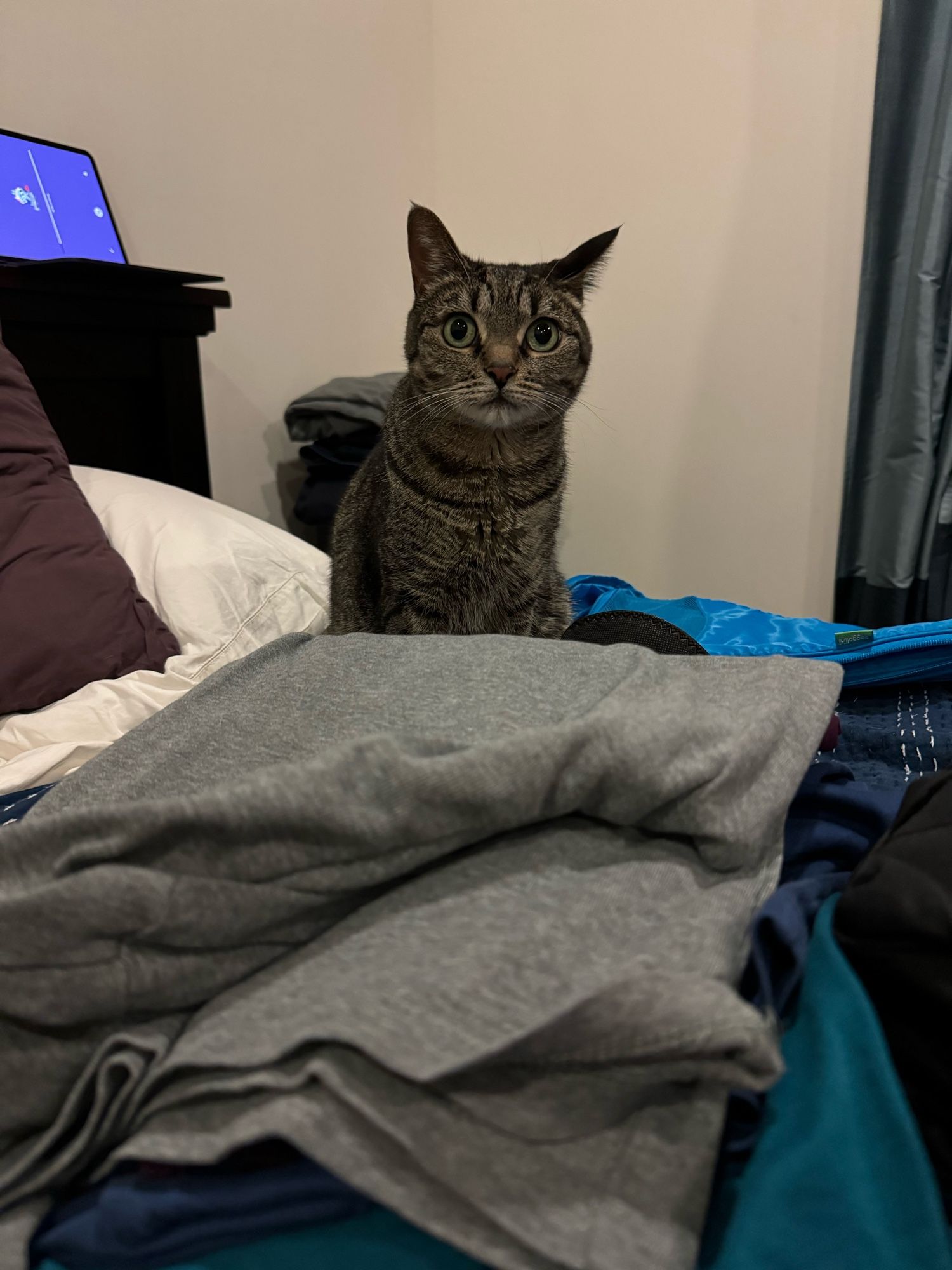 A small tabby cat sits on a bed, surrounded by piles of folded clothing and packing cubes, with a look of disappointment. You want to scritch her and beg for forgiveness.