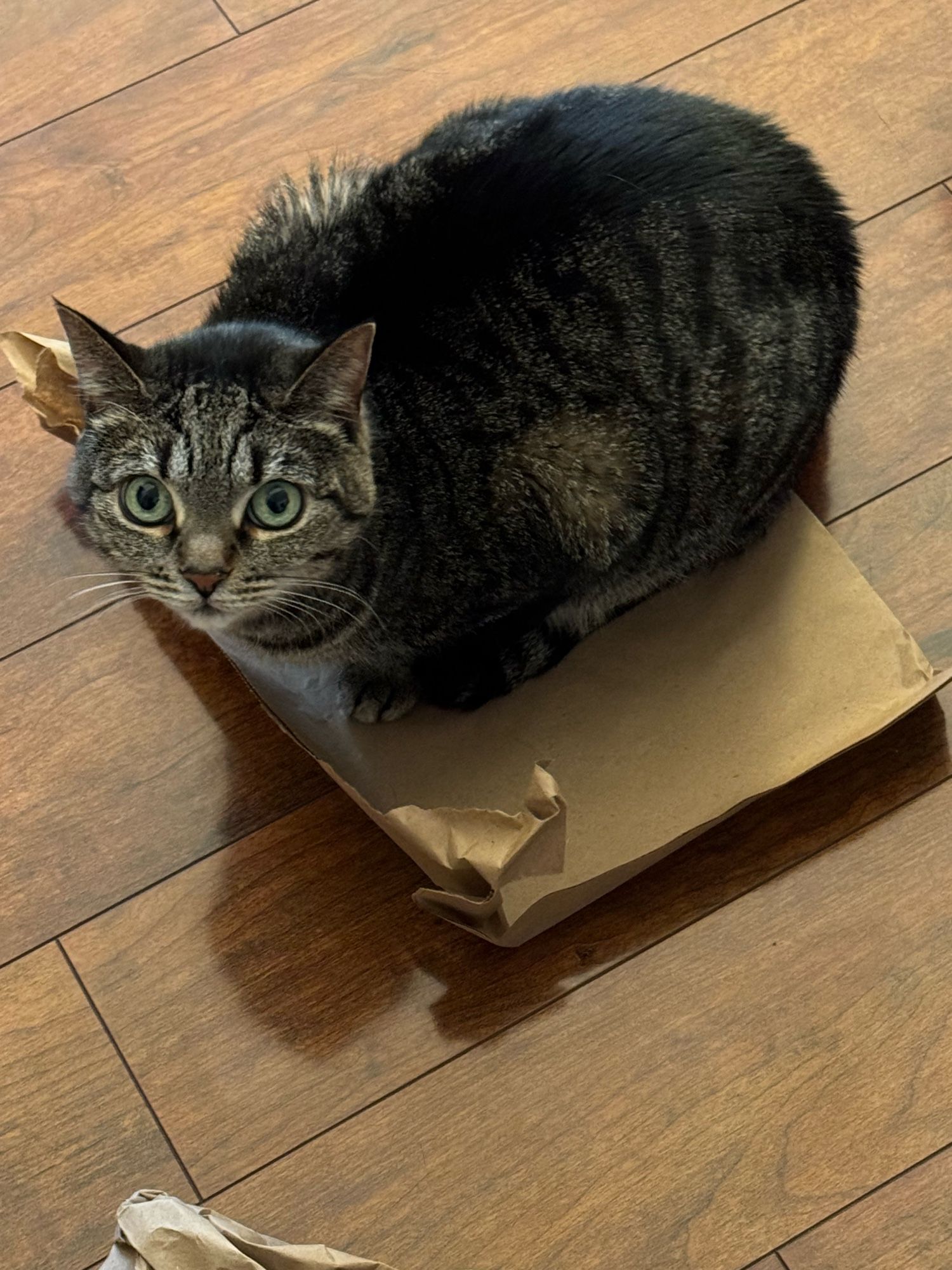 A small tabby cat sits on a piece of craft paper in the middle of the floor. She looks disappointed in you for not giving her the box and deserves to sit in.