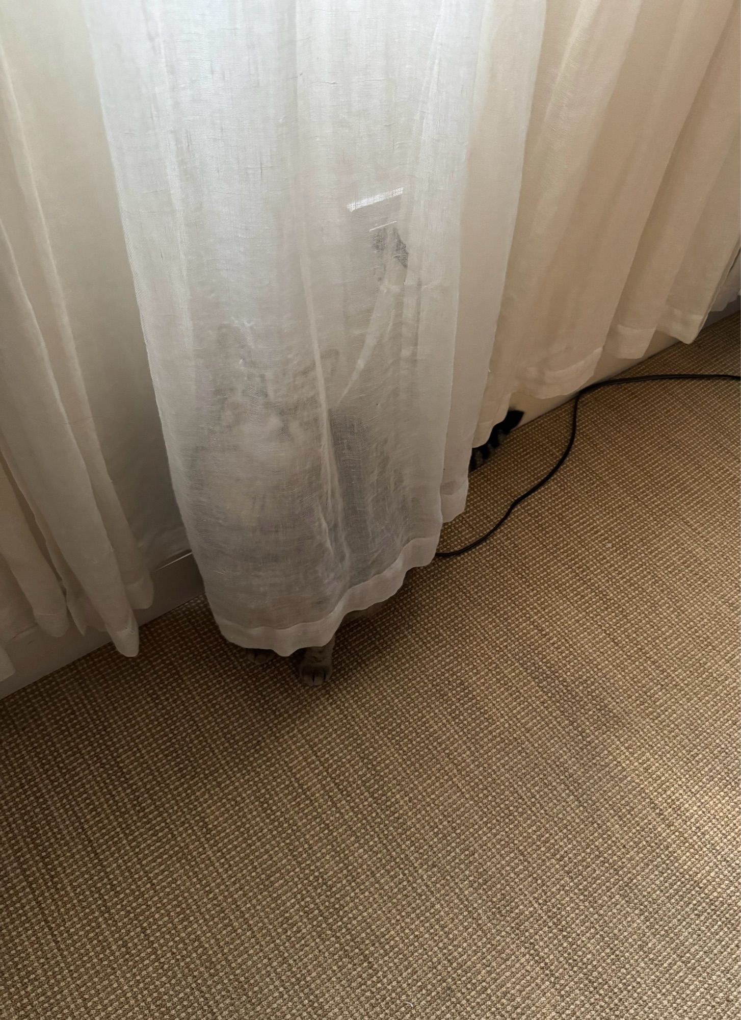 A long sheer curtain hangs nearly to to floor. Cunningly hidden behind it is an excited tabby cat named Cabi. You can only marvel at his hide and seek skills.