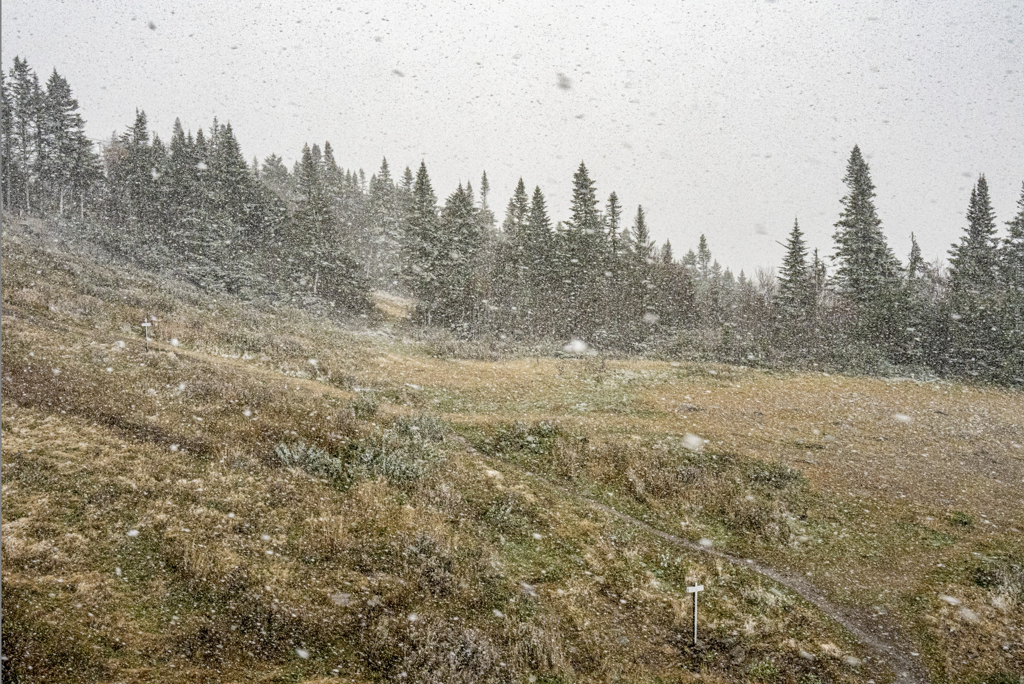 Mountain slope in nice fall colours, in a snowstorm