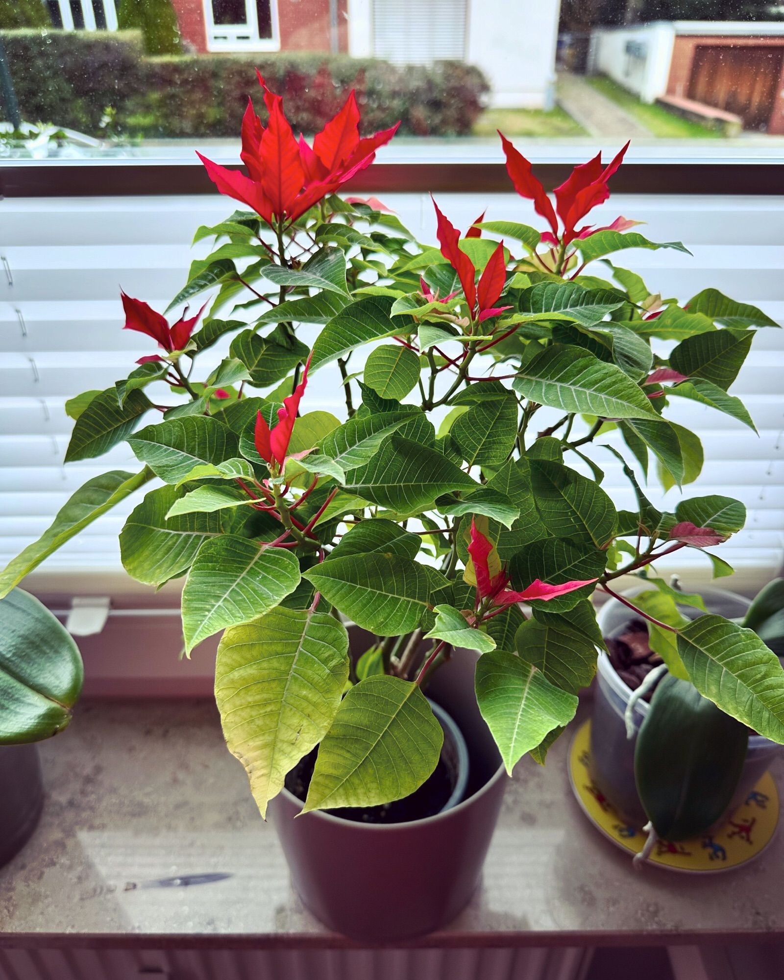 My poinsettia on the windowsill, finally with red leaves