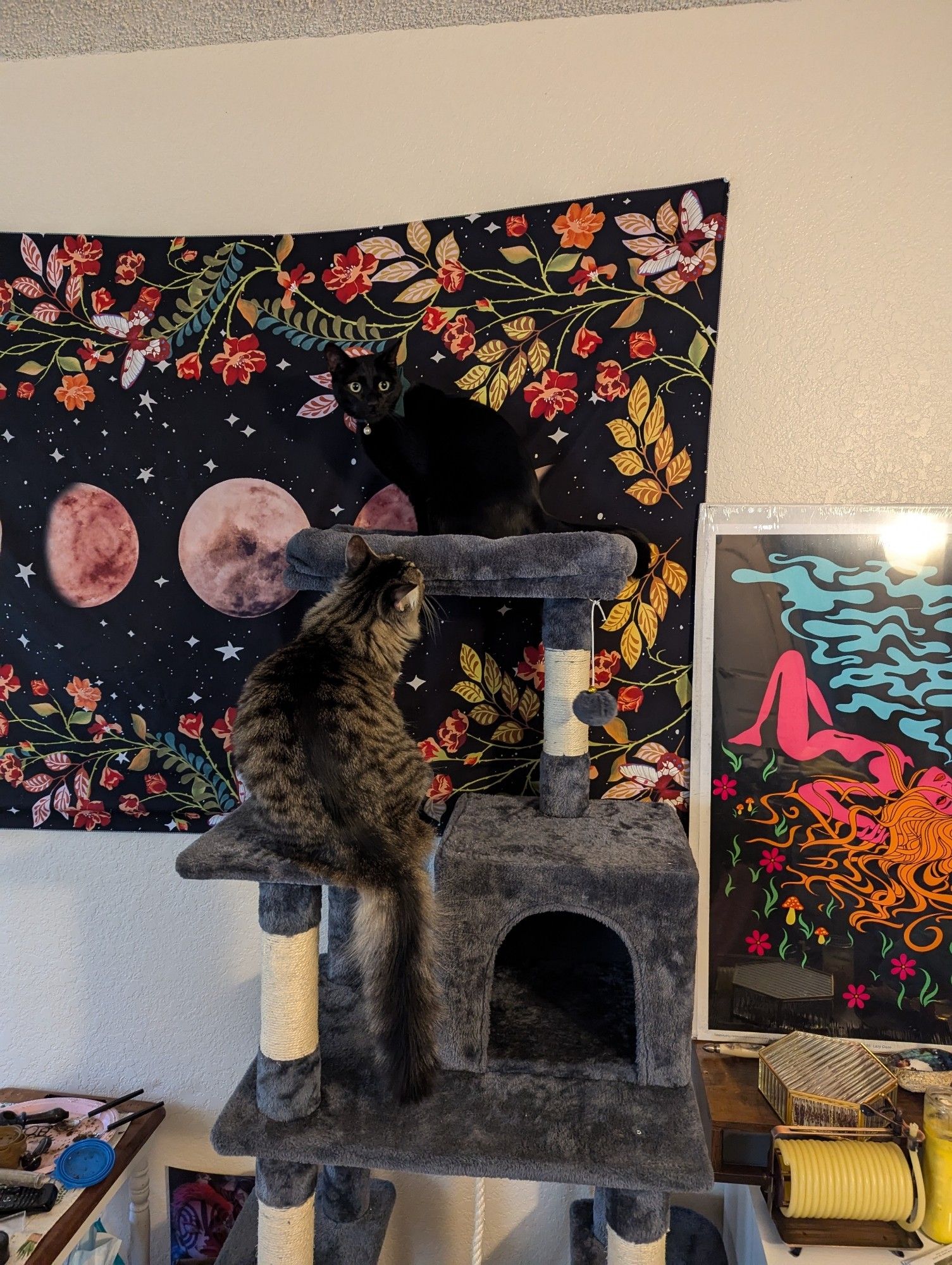 Our two kitties on a 63" cat tower. Hex (black domestic shorthair) sits on the highest level (and almost blends in with the tapestry on the wall behind him). Peppa (grey med. Hair tabby) is sitting on the level just below, looking up at him