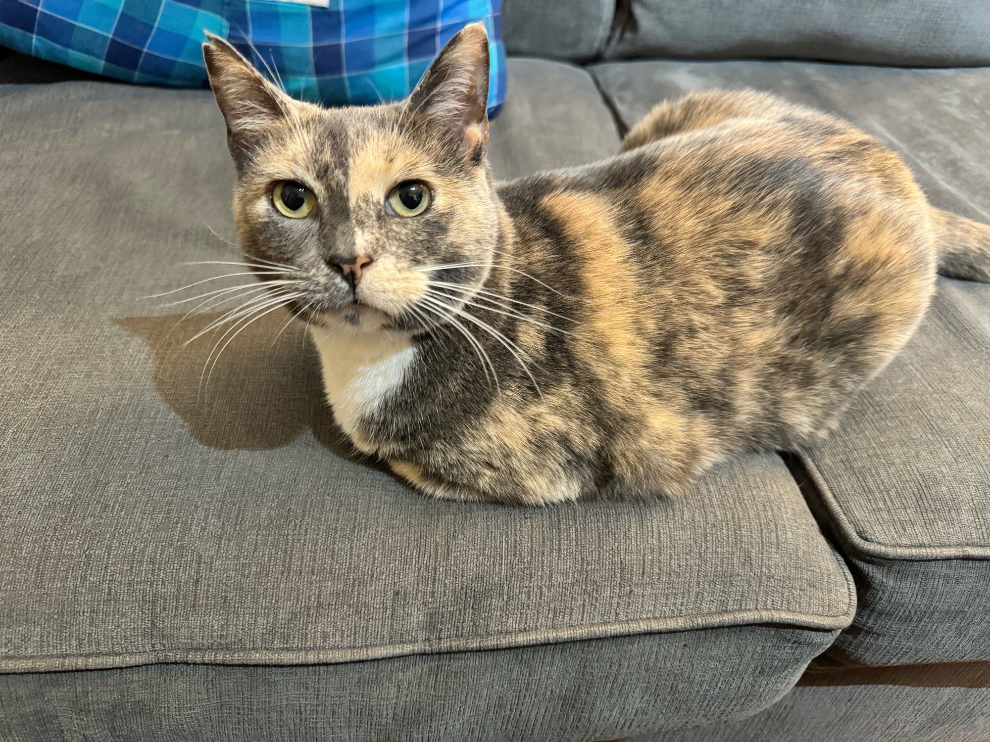 A little brown cat sitting loaf-style across two gray couch cushions with a blue plaid pillow behind her