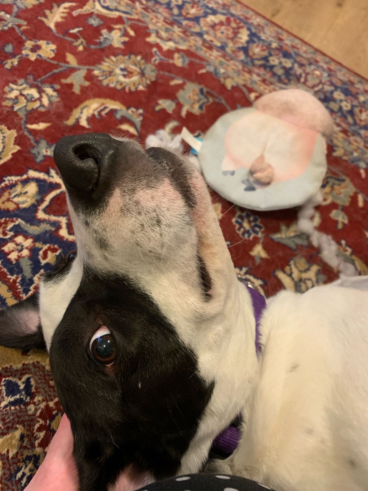 A mischievous black and white dog lying on his back and eying the photographer.