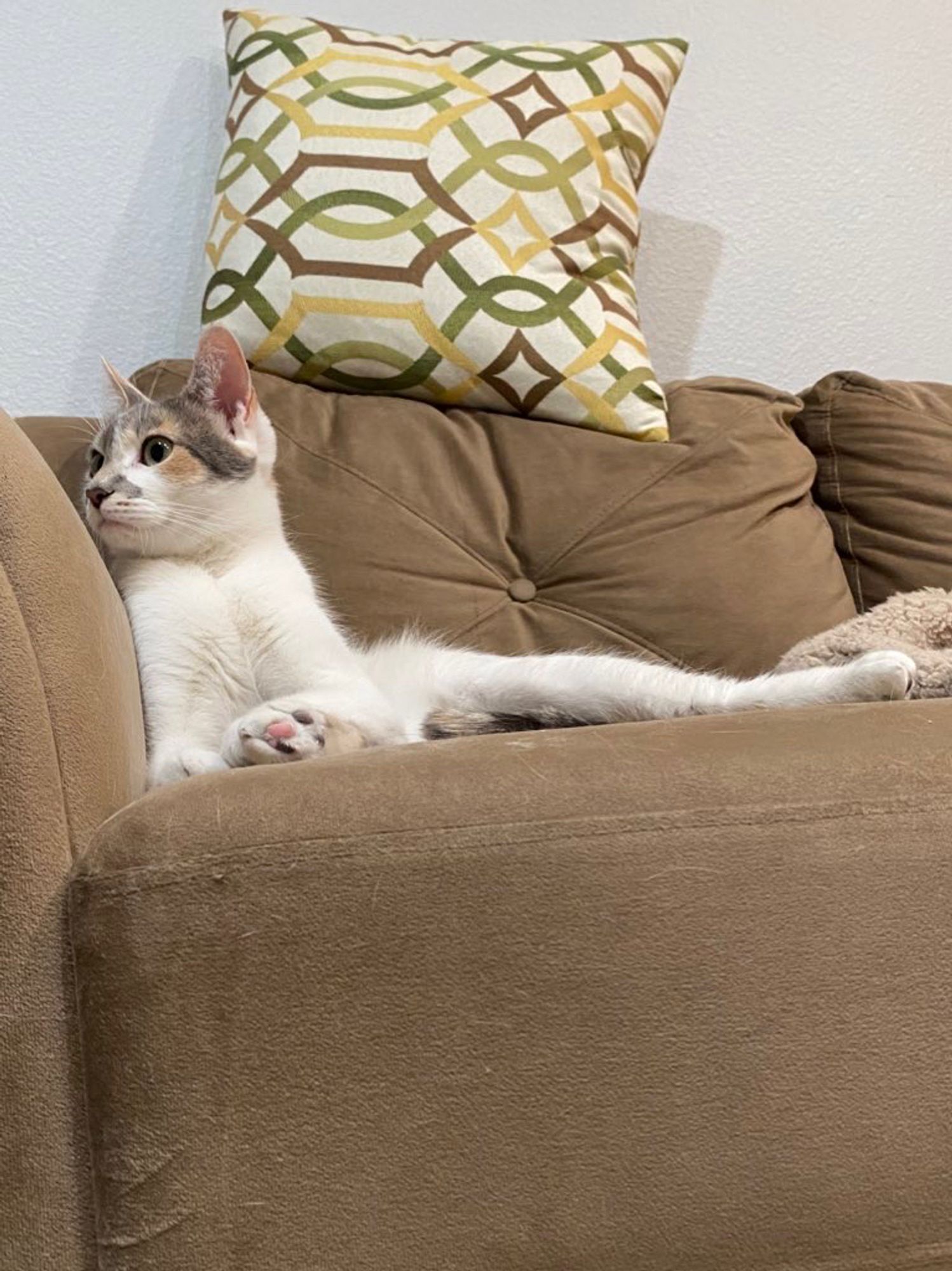 Yara (a calico cat with green eyes) sitting in the corner of a brown couch. She is looking off to the side, and her multicolored toe-beans are visible!