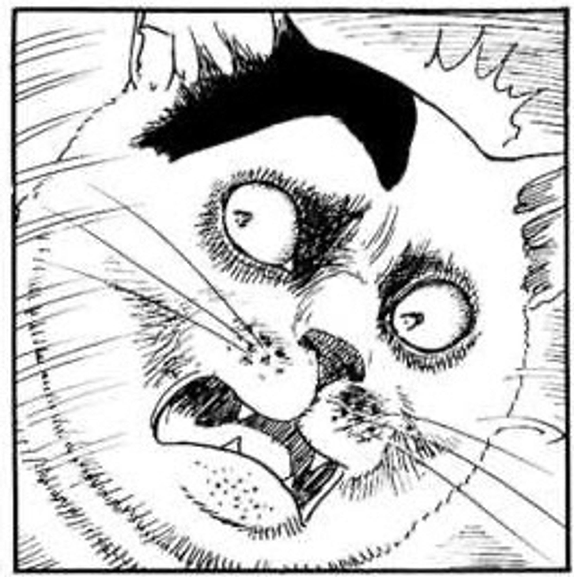 A panel of Yon from Junji Ito’s “Cat Diary” where he looks shocked and horrified. Yon is a white cat with a black spot on the right side of his head.