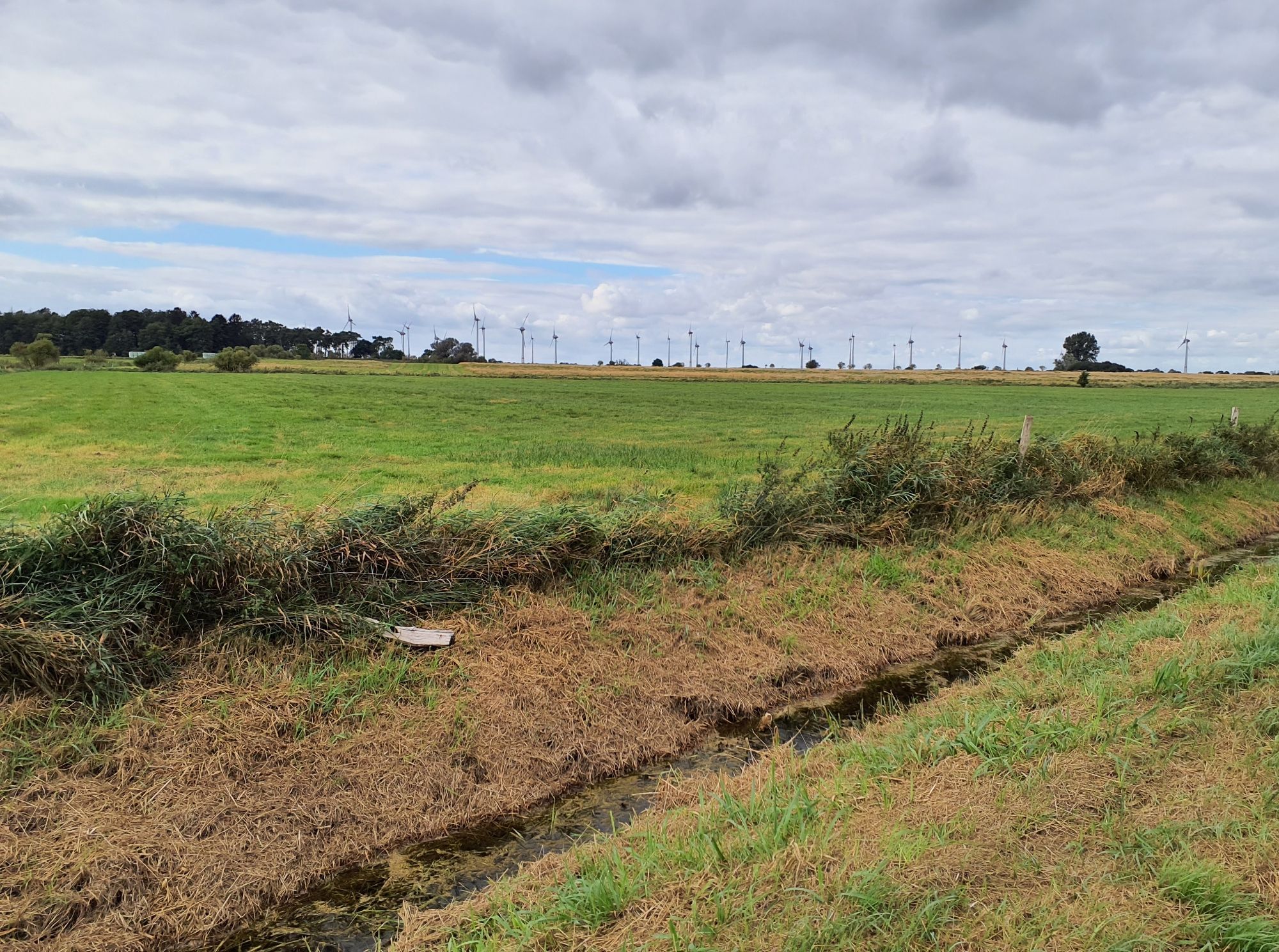 Foto eines entwässerten Moorgrünlandes, um Hintergrund Windräder