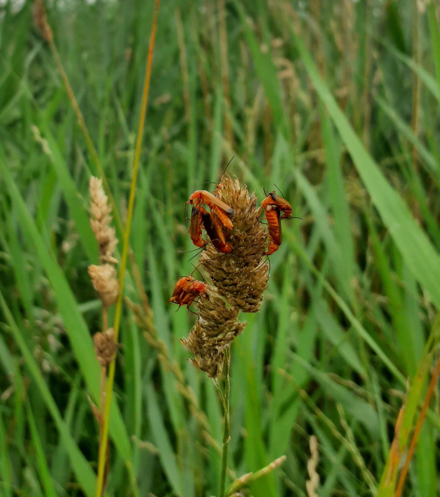 Rote Weichkäfer (Rhagonycha fulva) beim Paaren auf einem abgetrockneten & überständigen Fruchtstand des Knauelgrases