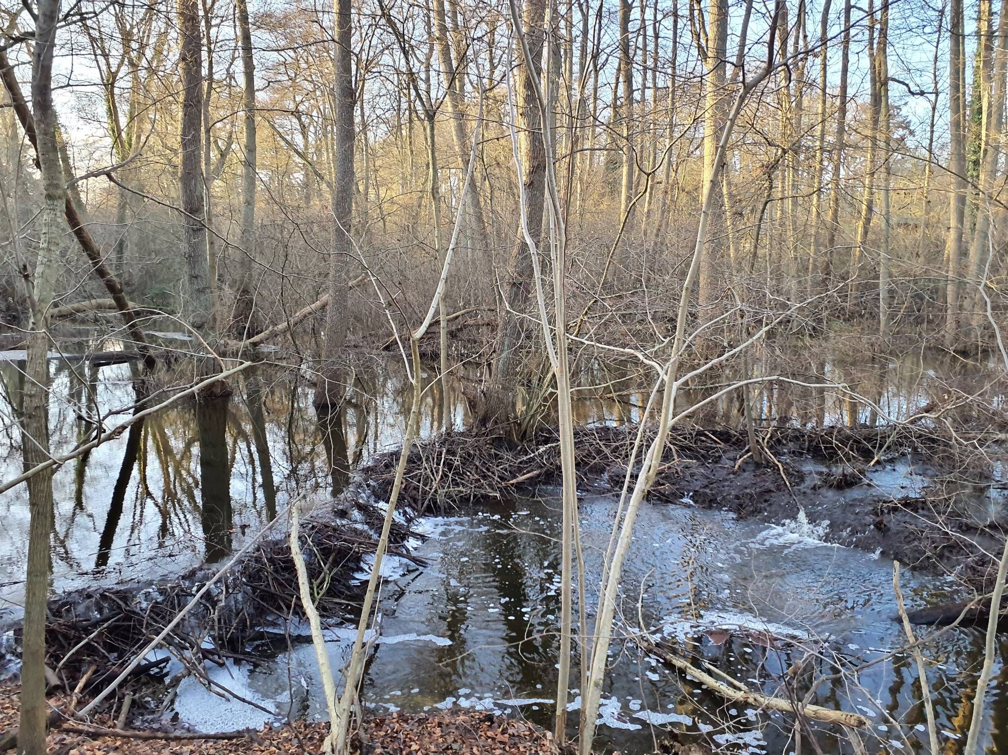 Foto einer großen Wasserfläche mit Bäumen. In der Mitte ein aus Holz gebauter Biberdamm.