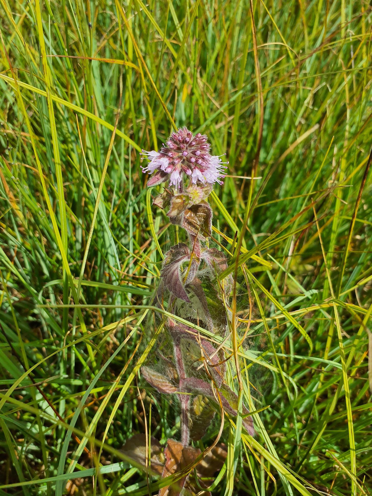 von einem Netz (Spinne?!) umflochtene Wasserminze in einer Moorwiese