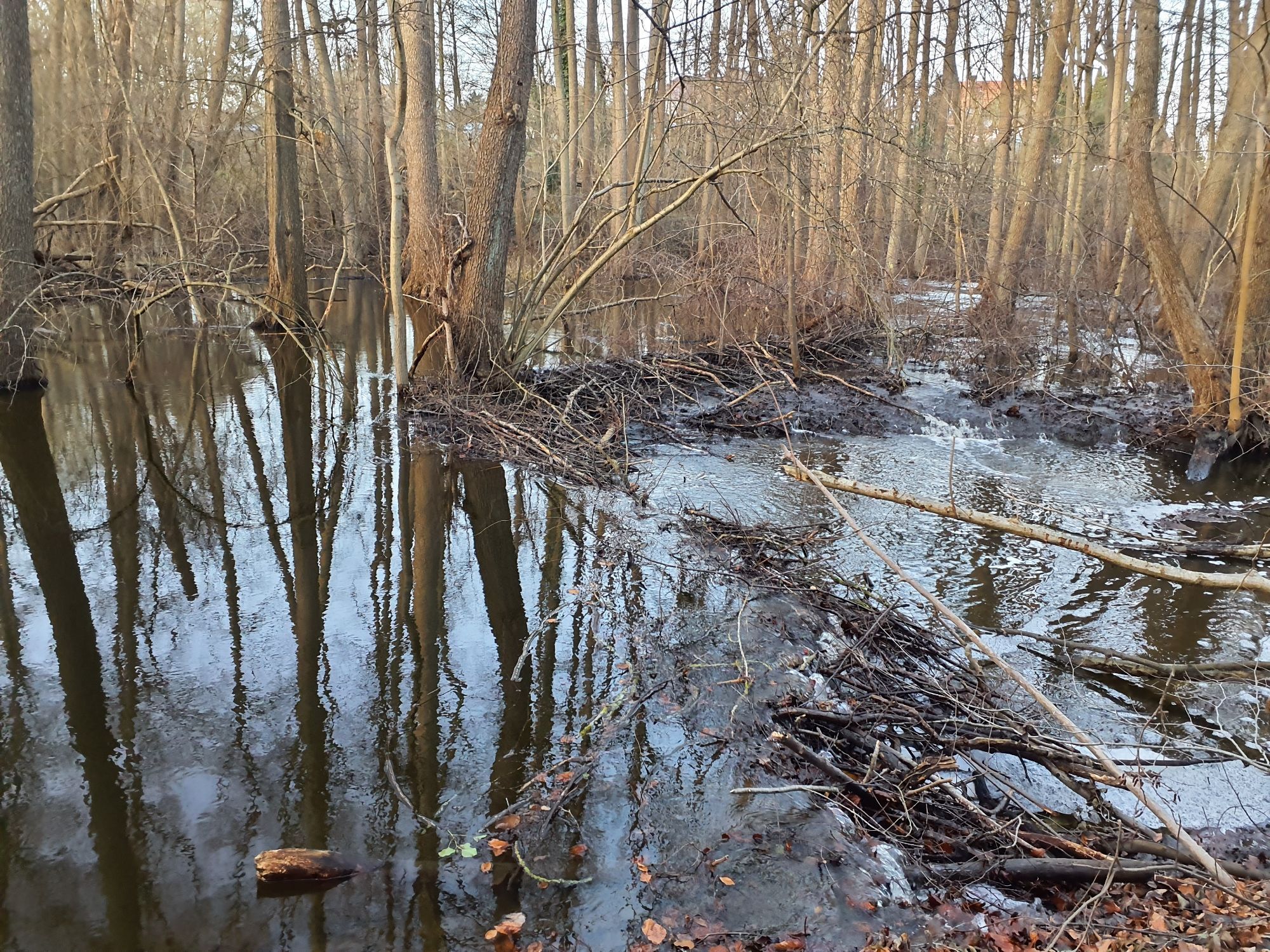 Foto einer großen Wasserfläche mit Bäumen. In der Mitte ein aus Holz gebauter Biberdamm.