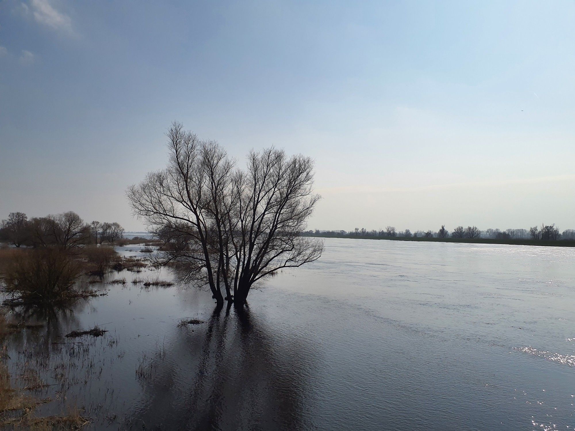 Flusslauf der Oder mit überfluteten Auen im März.  Ein Baum im Vordergrund, der im Fluss zu stehen scheint.