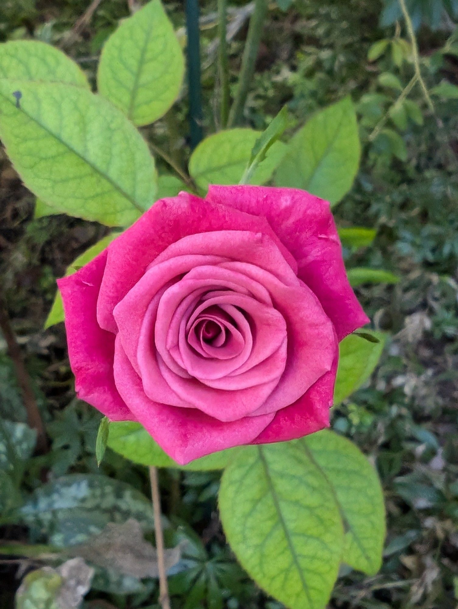 Pink rose with very neat petals