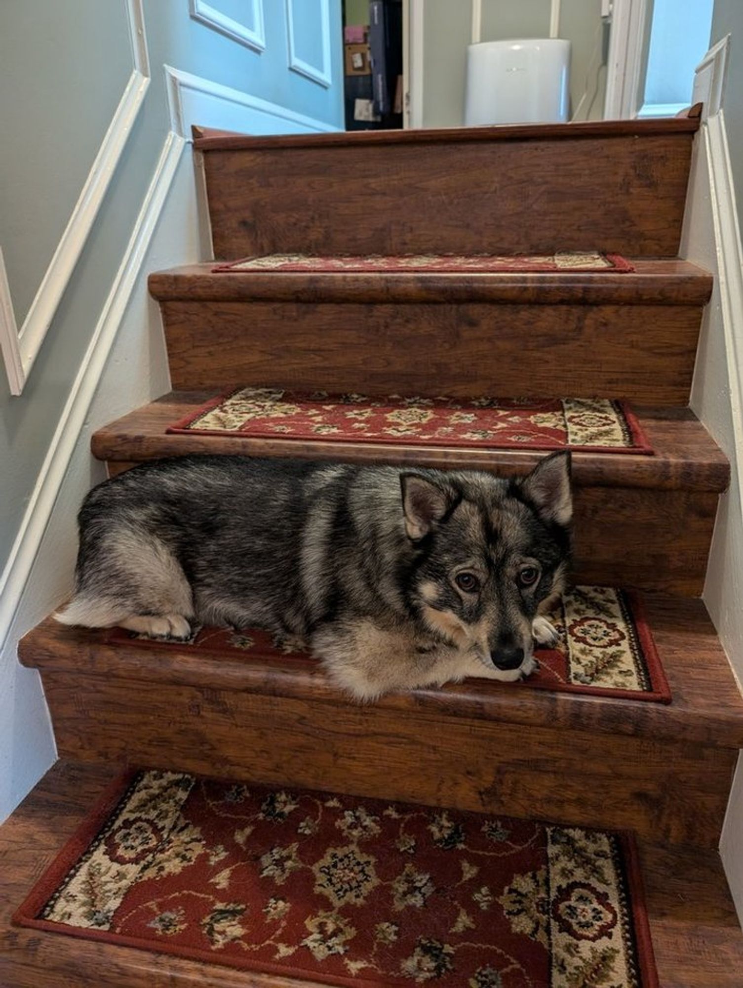 Grey vallhund sits/lies on a middle step of a short flight of wooden stairs, looking at the camera. She is exactly stair height and depth.