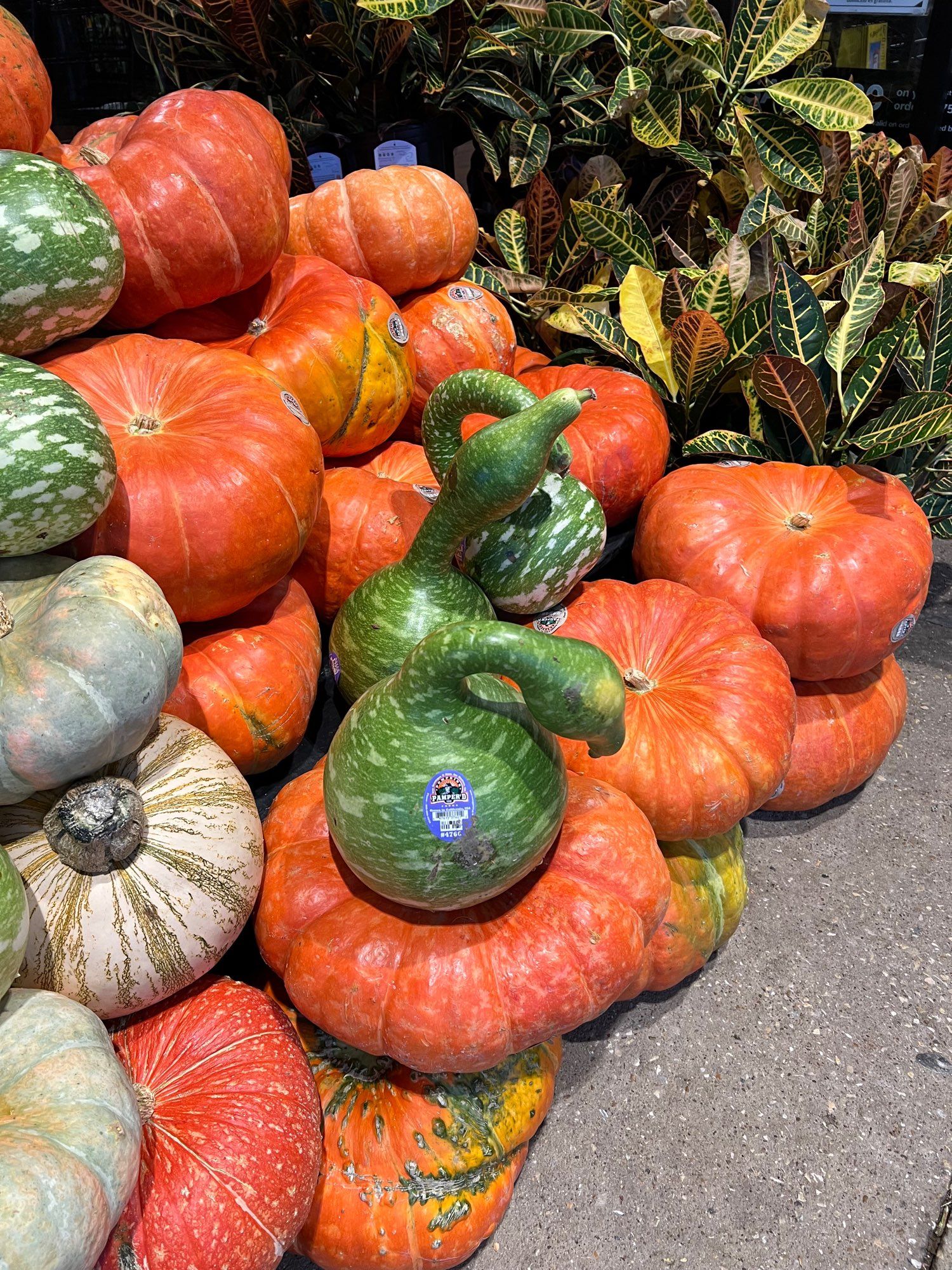 Decorative gourds featuring a green gourd that looks like a goose.