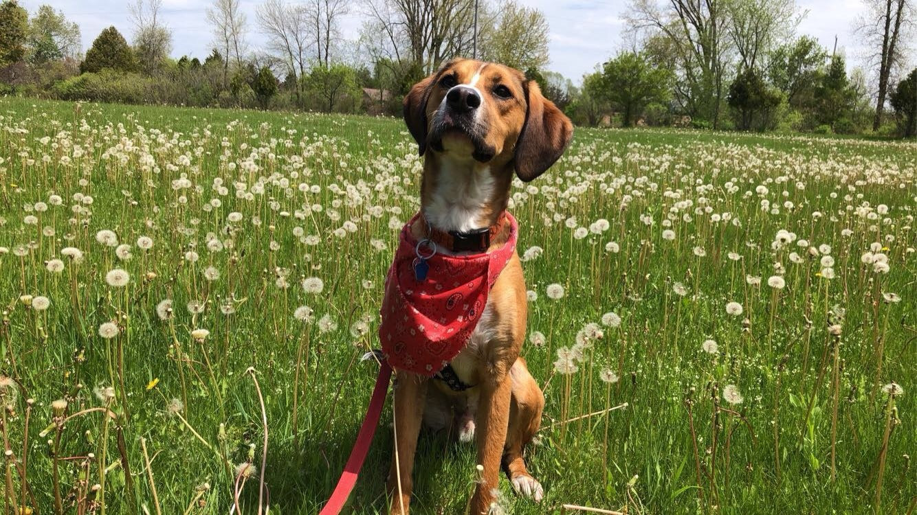 My dog Tobi, a hound/boxer mix, sitting in a field of dandelions.