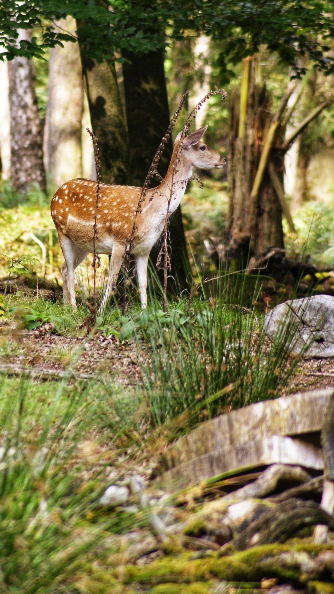 Reh im Wald