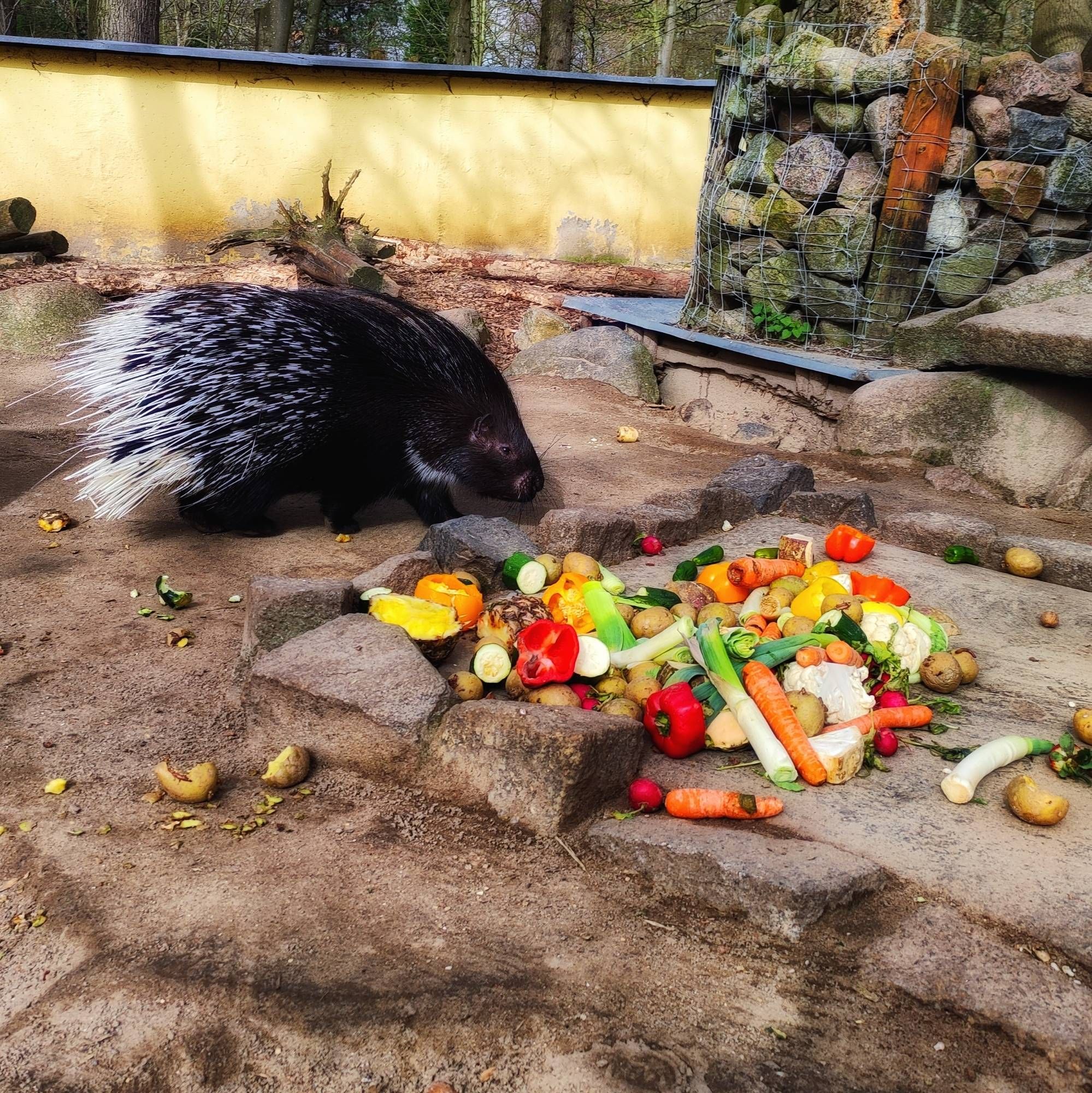 Stachelschwein im Zoo vor einem Haufen mit buntem Gemüse und Obst stehend