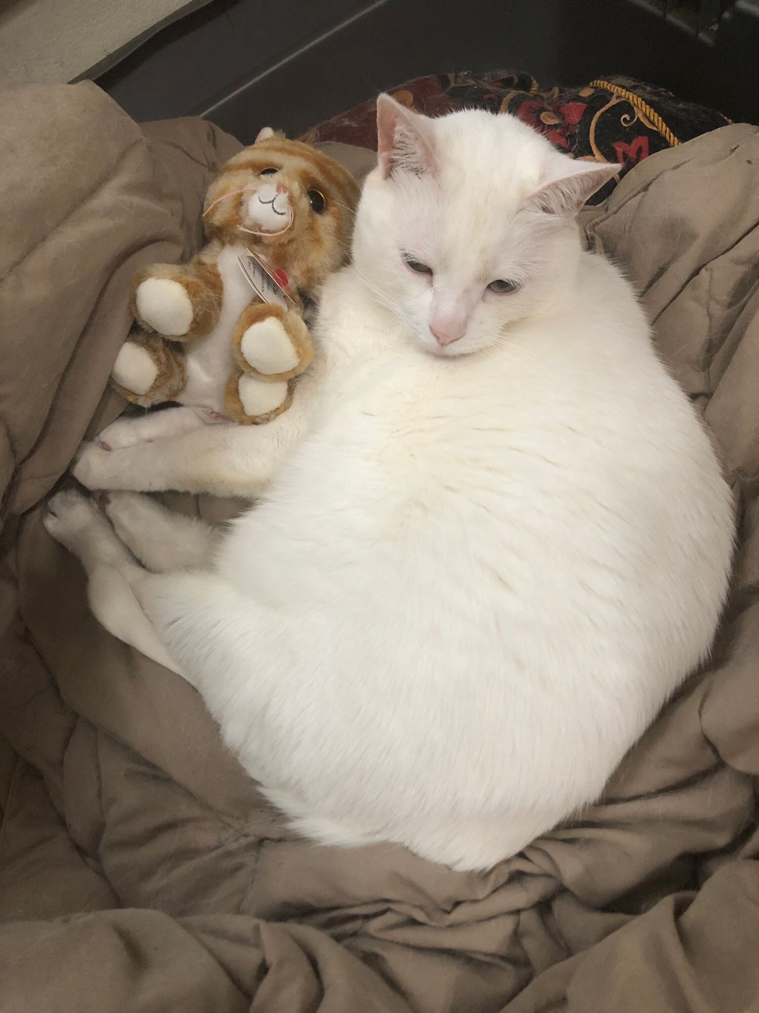 An all white cat snuggles with a small, orange stuffed cat.