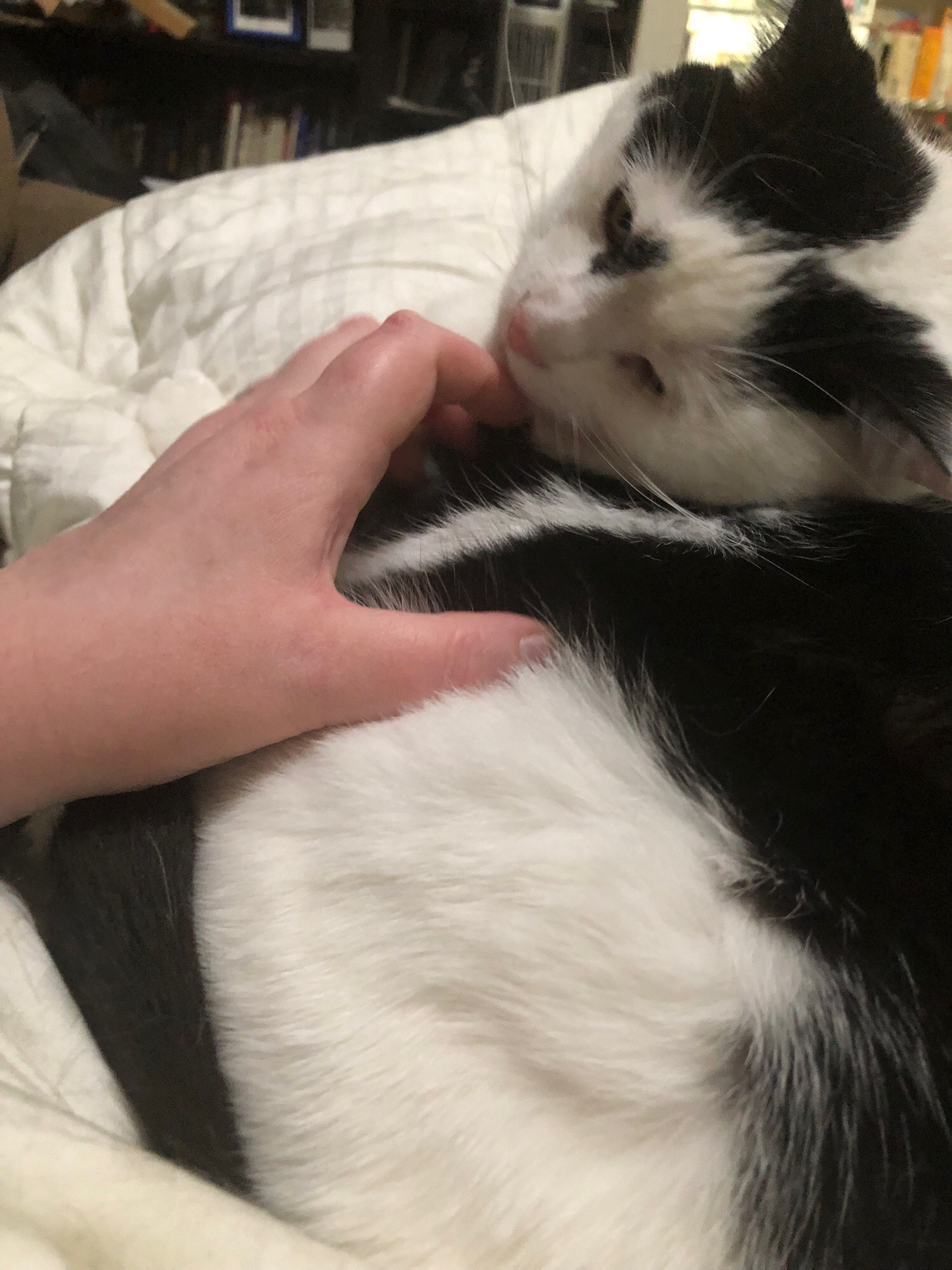 A precious black and white kitten rests on a white blanket on my lap, allowing me to pet her.