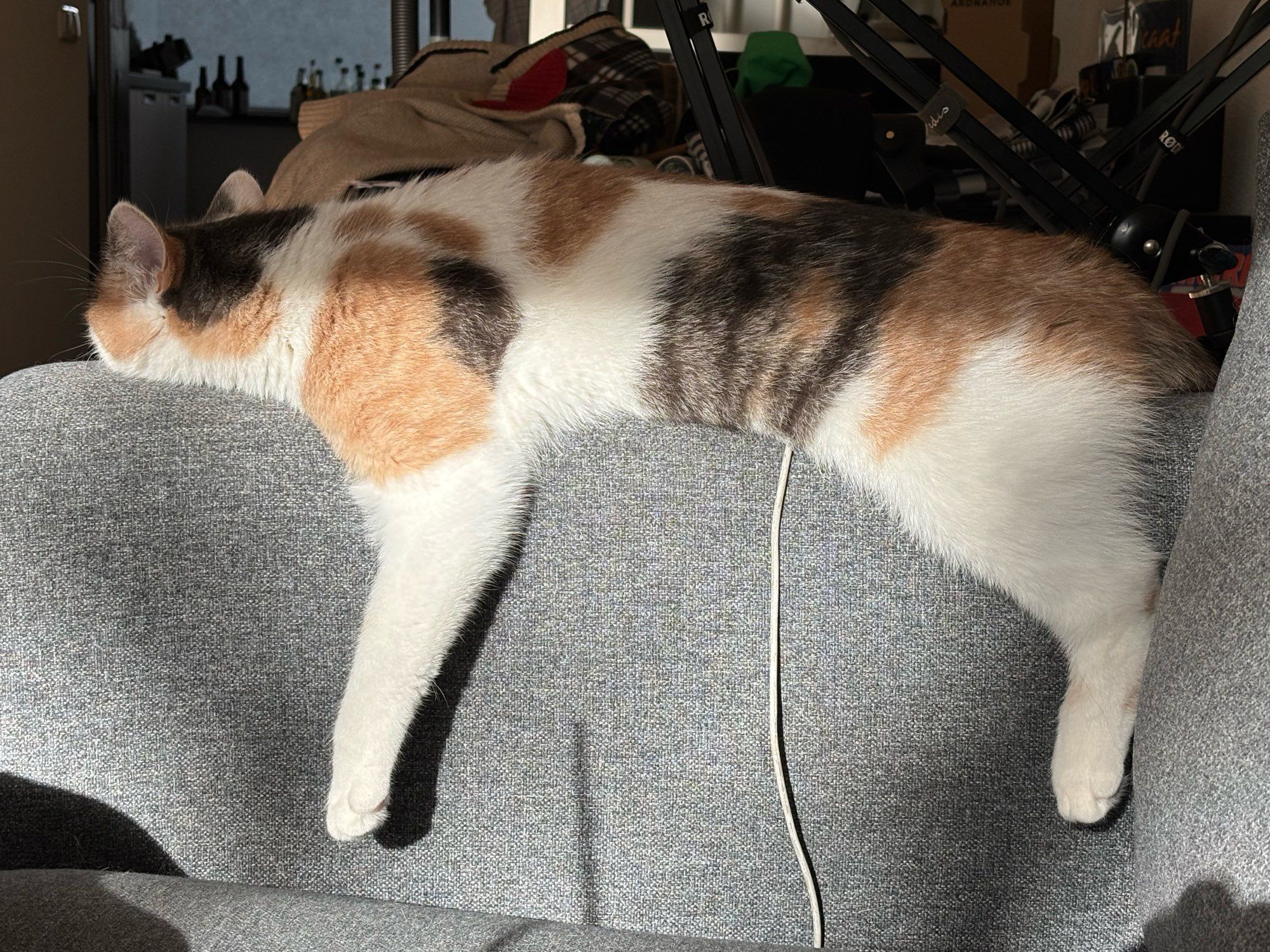 Calico cat monorailing on the armrest of a couch,in a sunbeam.