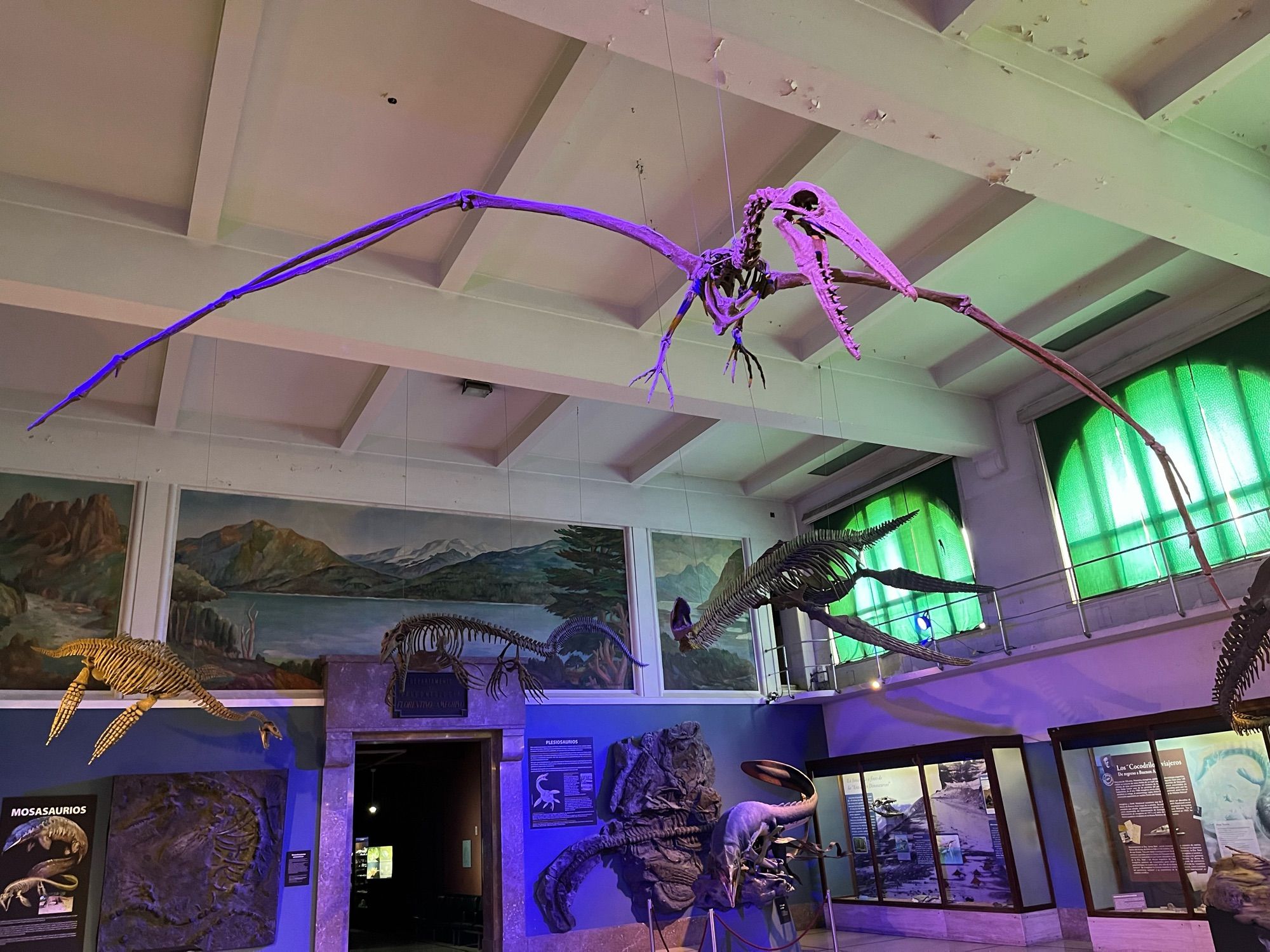 A photo of a skeletal mount of Pelagornis on display at the MACN in Buenos Aires, Argentina. The wingspan of the fossil bird spans the entire photo, and its large skull is filled with sharp pseudo-teeth.