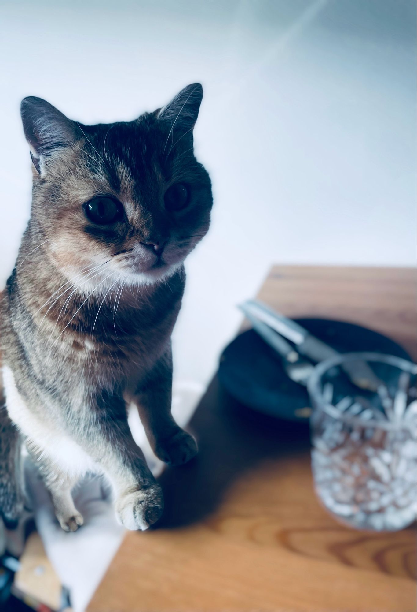 Kater stützt sich auf Tischkante, darauf zu sehen ist ein leerer schwarzer Teller mit silberfarbenem Besteck und ein leeres Glas. Kater schaut vorwurfsvoll in die Kamera.