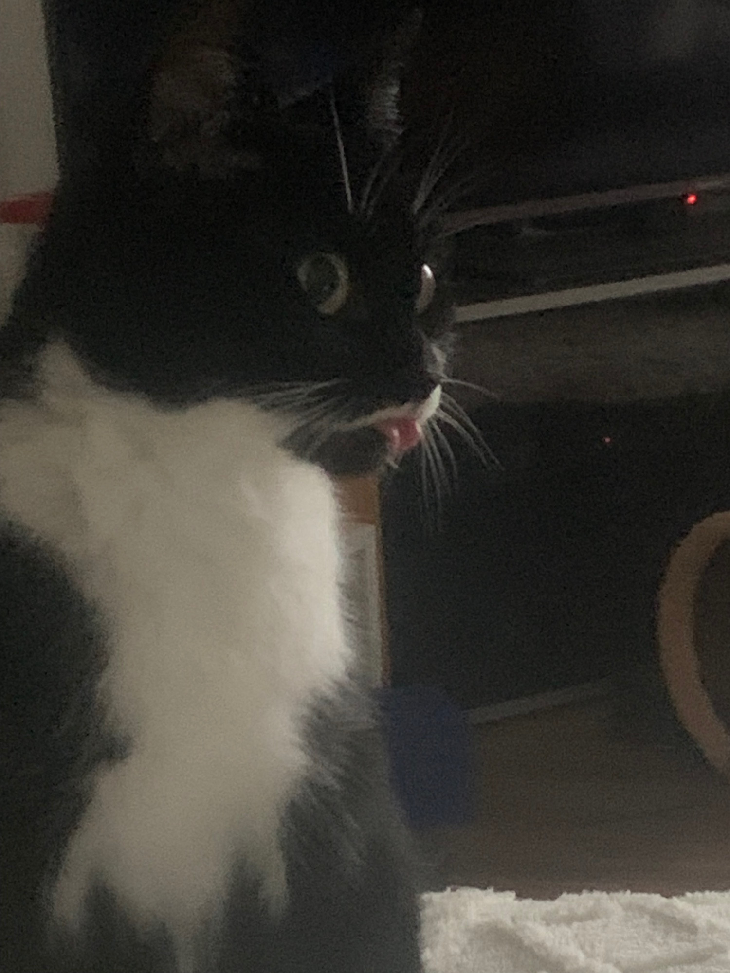 black and white cat sticking tongue out