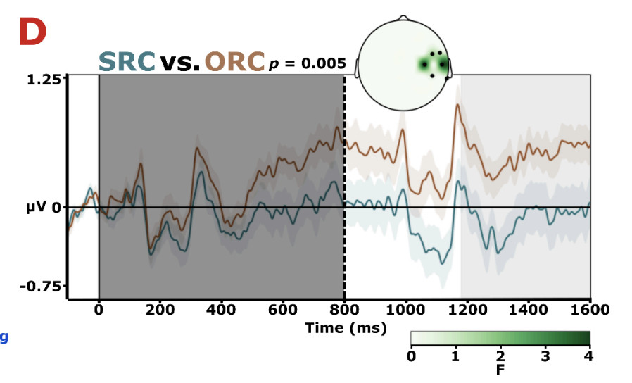 An EEG timecourse plot showing greater positive activity for object relative clauses compared to subject relative clauses in right lateral sensors.