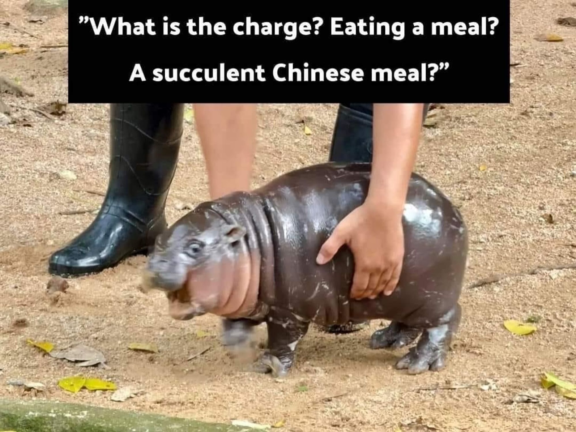 Moo Deng the hippo being picked up against her will. The text reads: what is the charge? Eating a meal? A succulent Chinese meal?