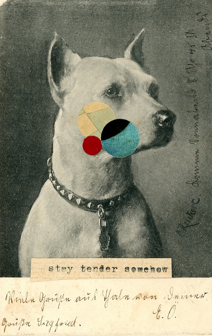 old postcard of a dog wearing a studded collar, with German handwriting at bottom and up the side. the dog's face is collaged with circles, with the aphorism 'stay tender somehow' below