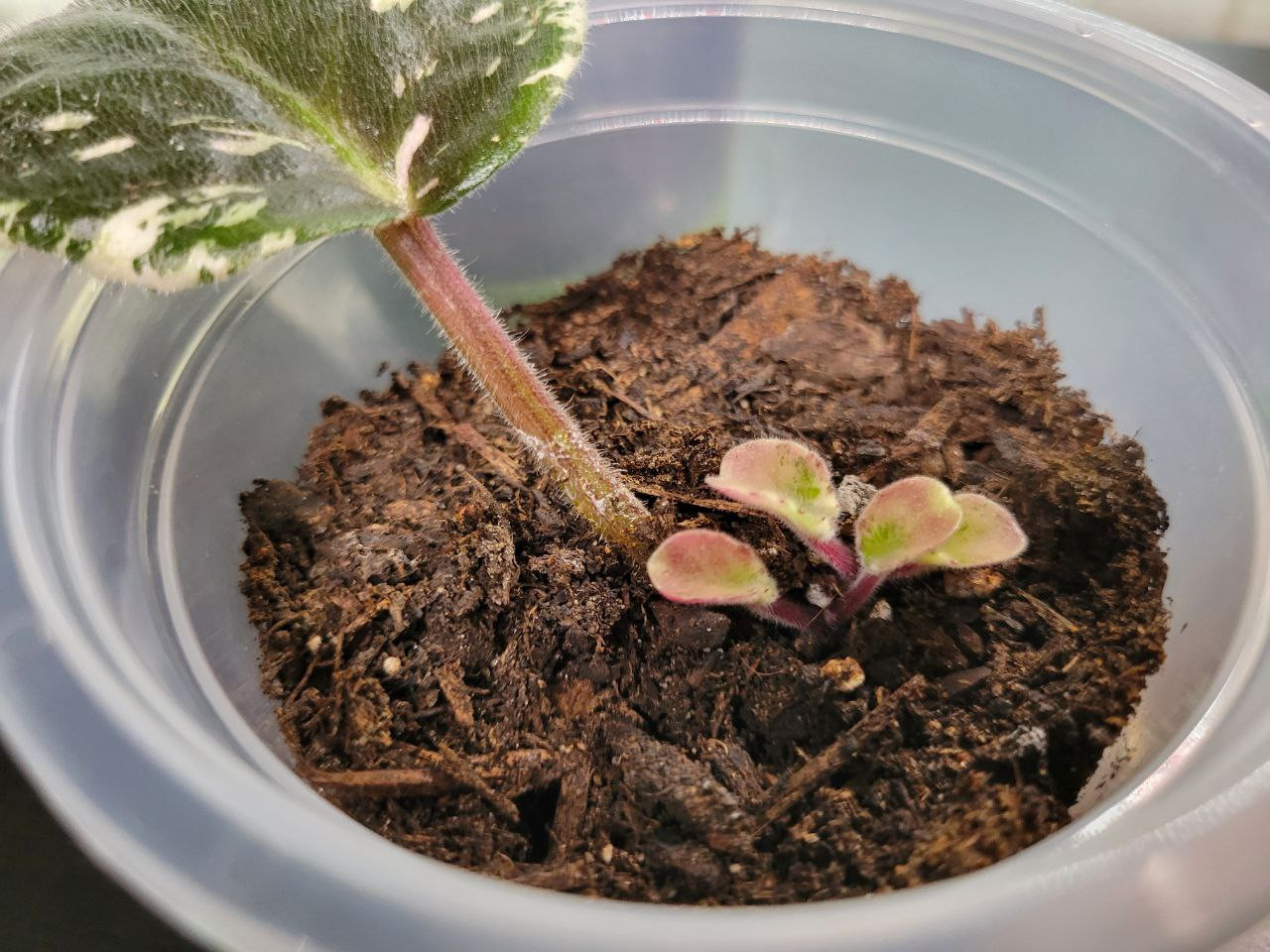 African Violet sprouts in a small pot.