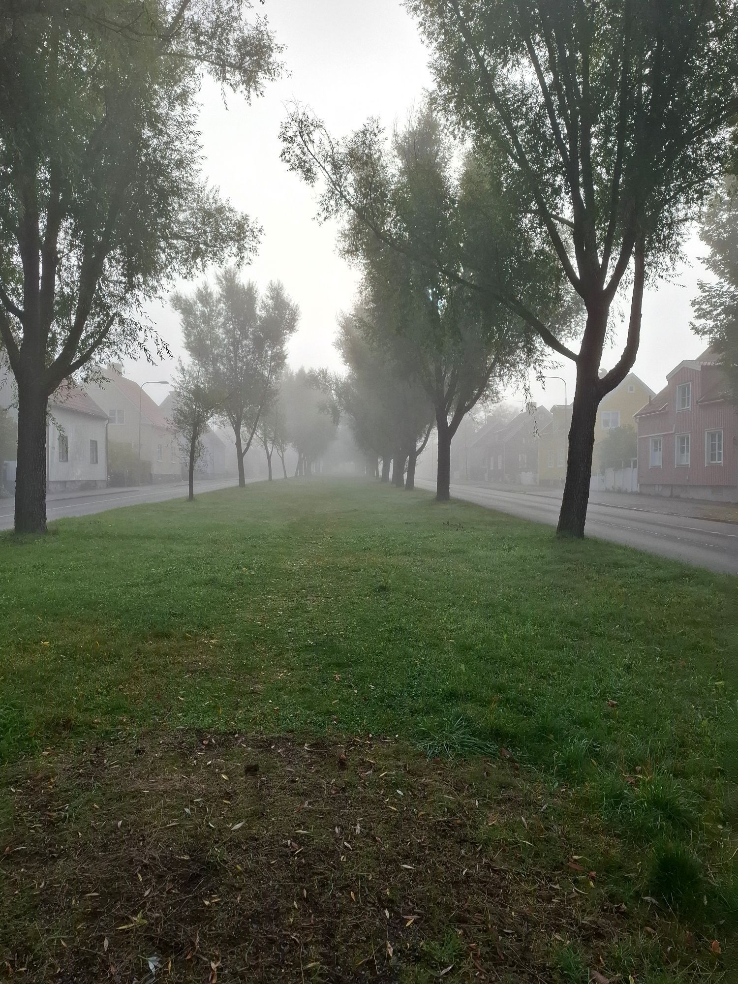 O canteiro central de uma rua com gramado e algumas árvores. Nos cantos da foto tem algumas casas. Não dá para ver muito mais que isso por causa da Neblina embaçado tudo.