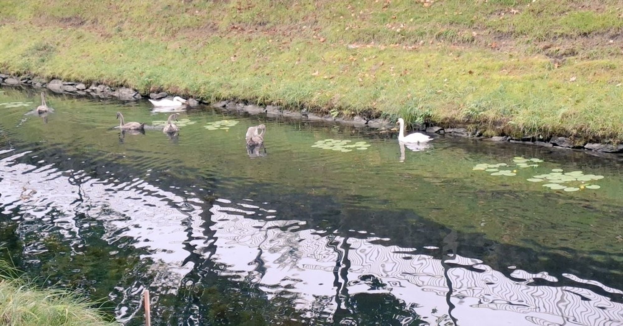 6 Schwäne auf einem Fluss. 4 sind noch kükengrau.