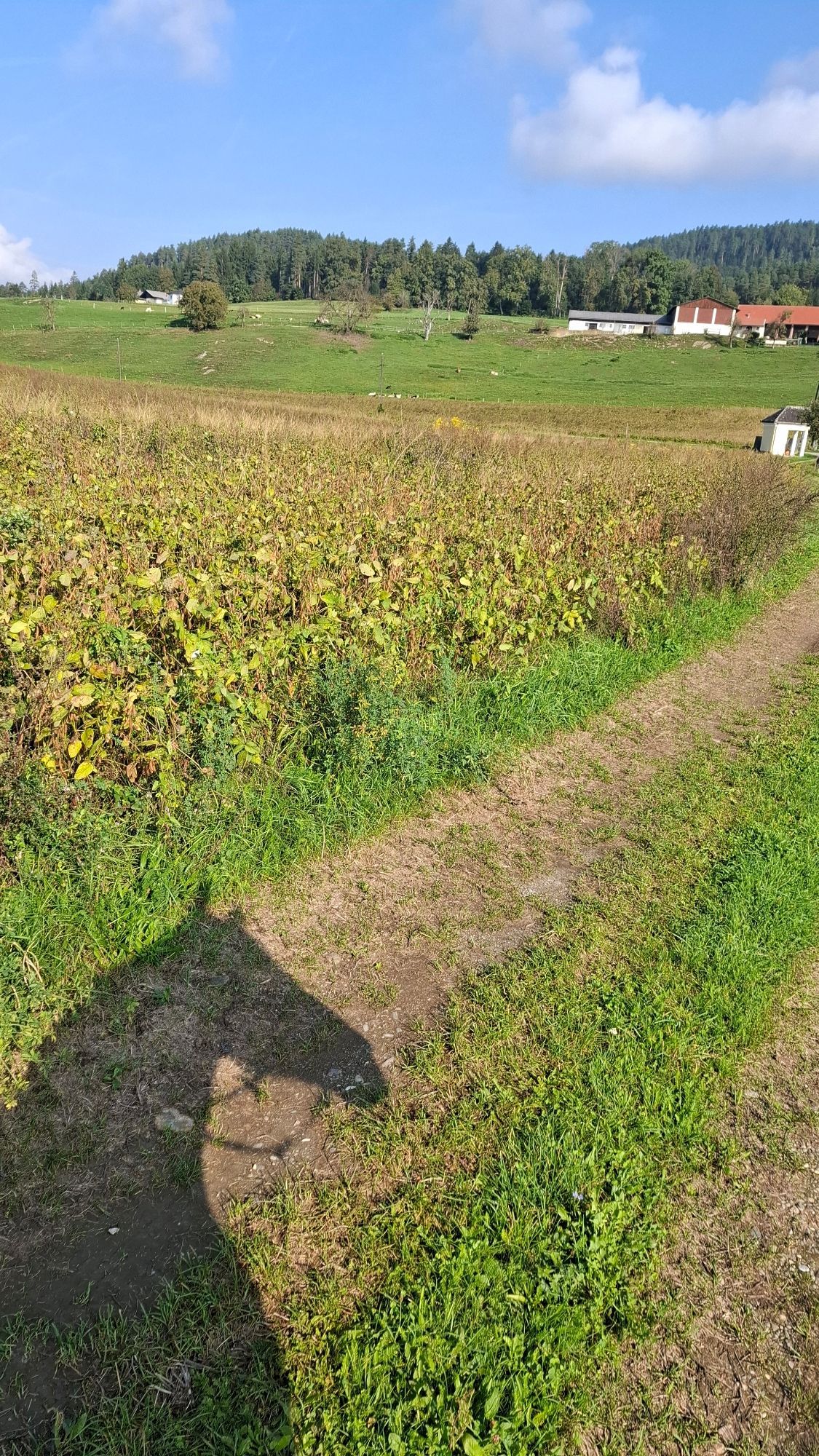 Schattenriss eines Pferdes vor einer weitläufigen Wiese. Im Hintergrund sieht man einen Bauernhof. Der Himmel ist strahlend blau.