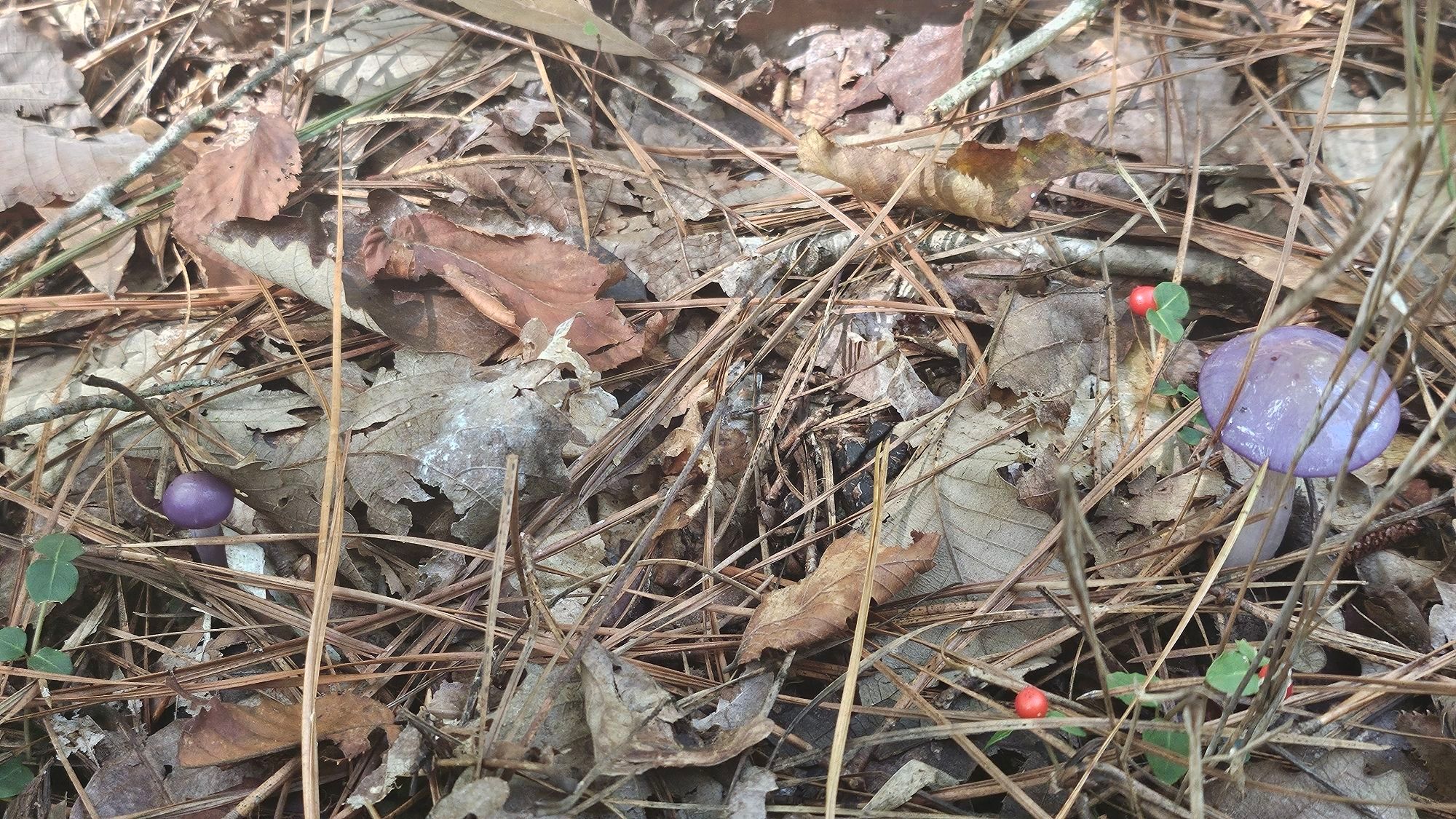 2 purple and white mushrooms among dead leaves & pine needles