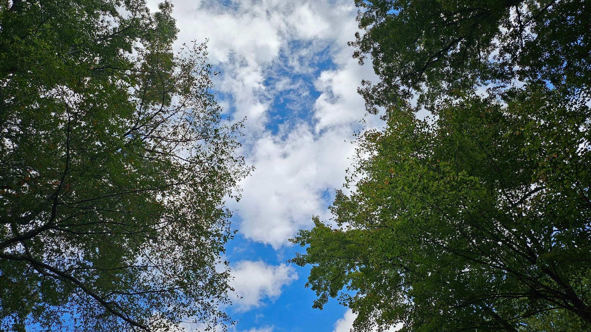 Beautiful blue sky with white clouds with a canopy of green leaves to the right and left (view is looking directly up at the sky)