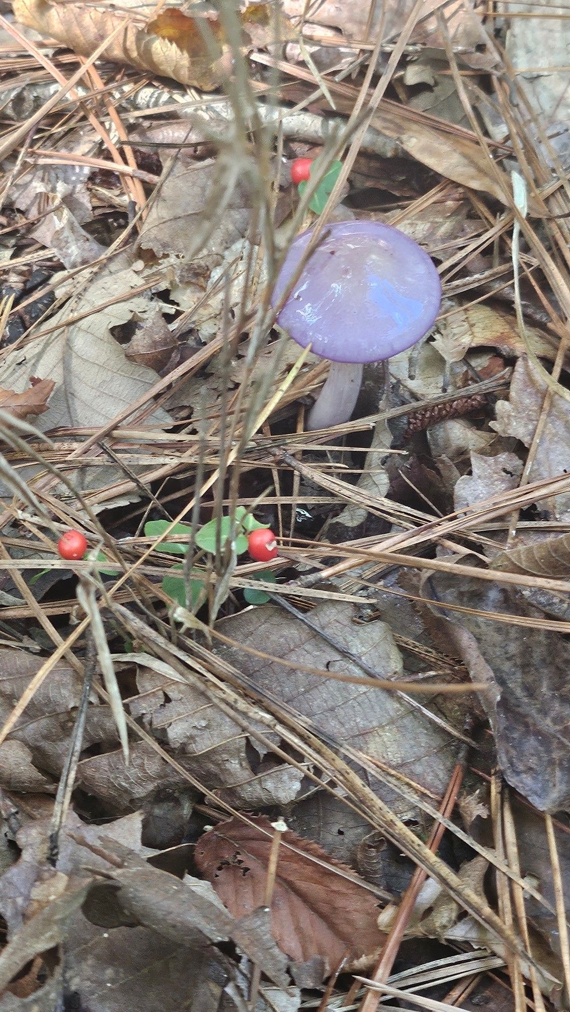 Close up of a larger light purple, topped mushrooms with a white base amongst dead leaves & pine needles