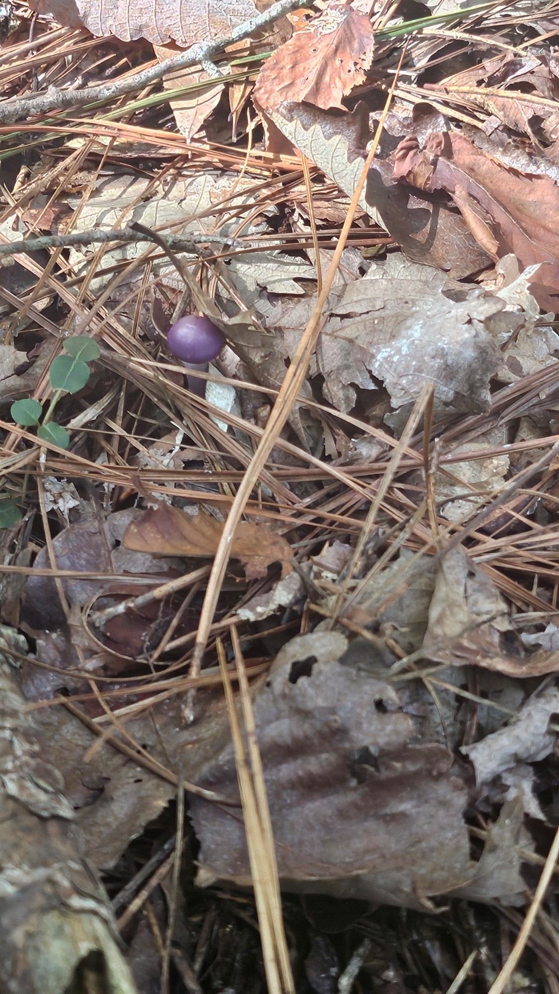 Close up of a smaller dark purple topped mushroom with a white base amongst dead leaves & pine needles