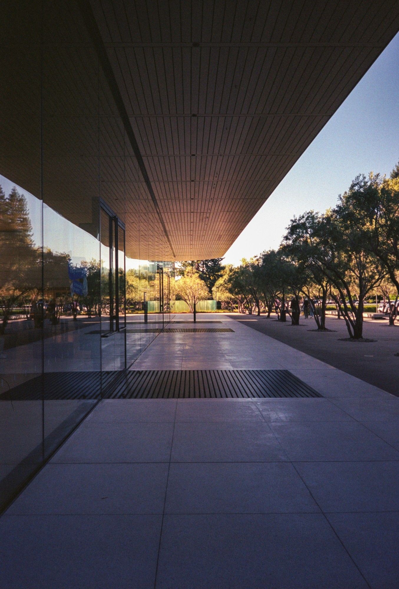 A photo looking down the outside of the Apple Visitor Center in the shade. The ground in the foreground is cement tiles, with metal slats halfway and three quarters of the way down the building. Above, is what appears to be wood paneling. At the end, is a tree, being lit by the golden evening sun. To the right of the frame parallelling the building, is a series of trees in the shade of the building. The wall to the left is glass panels, reflecting the trees on the right