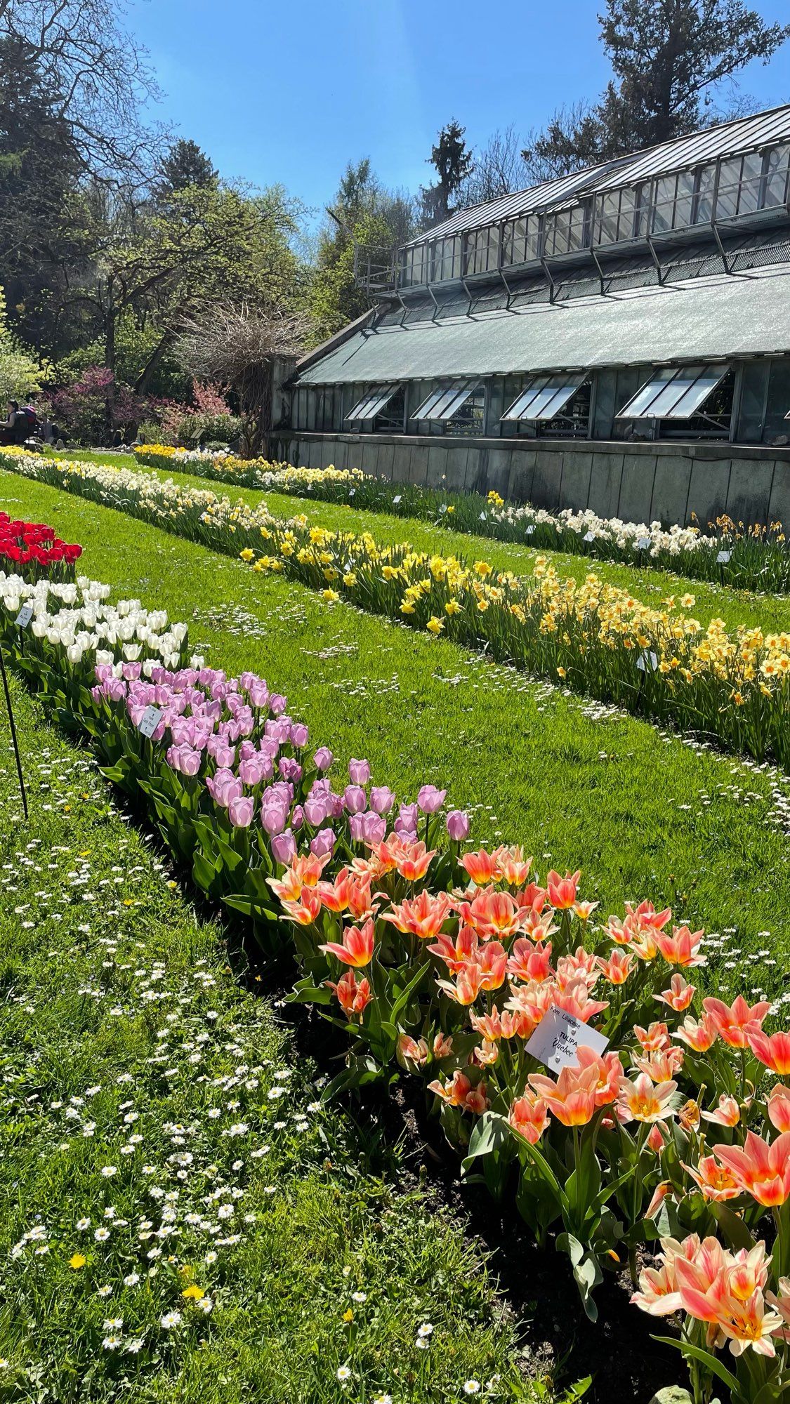 Two rows of colourful tulips with a greenhouse in the background on a sunny day.