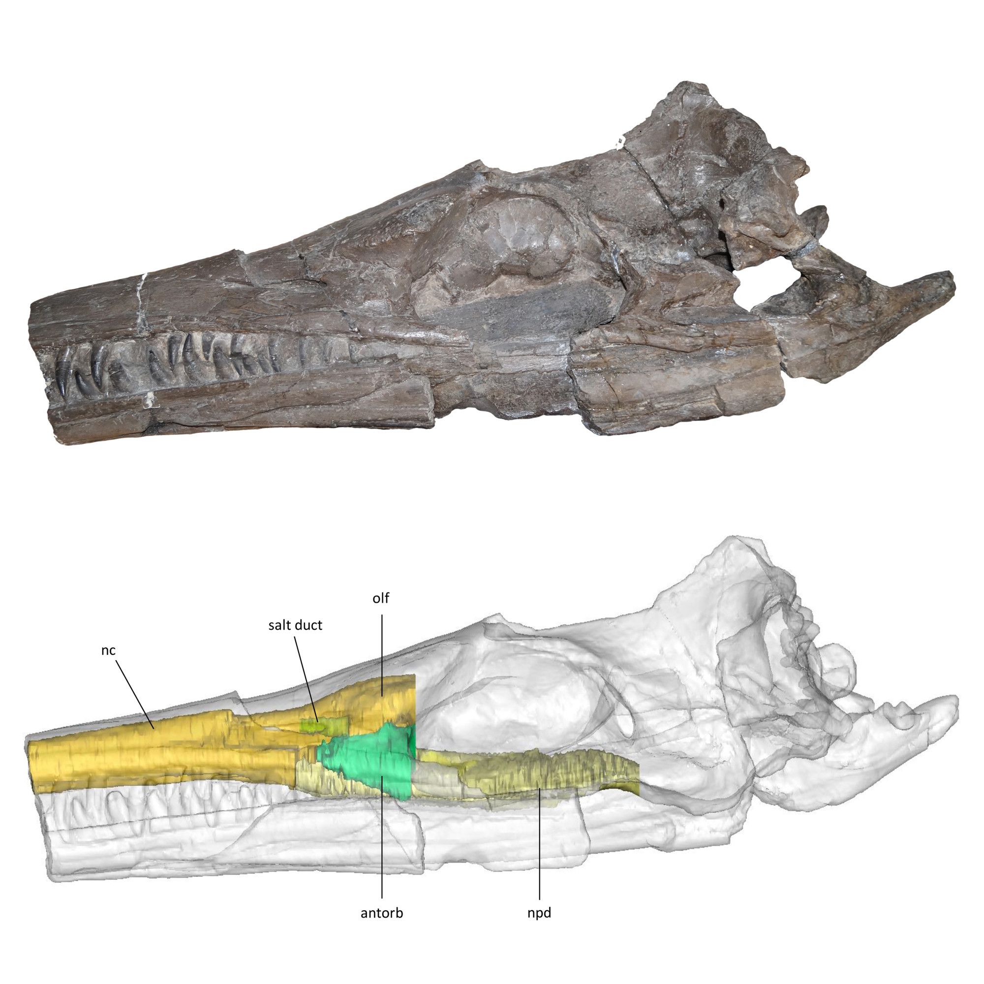 Enalioetes schroederi, a Cretaceous metriorhynchid from Germany. Fossil skull and reconstruction of the internal skull cavities