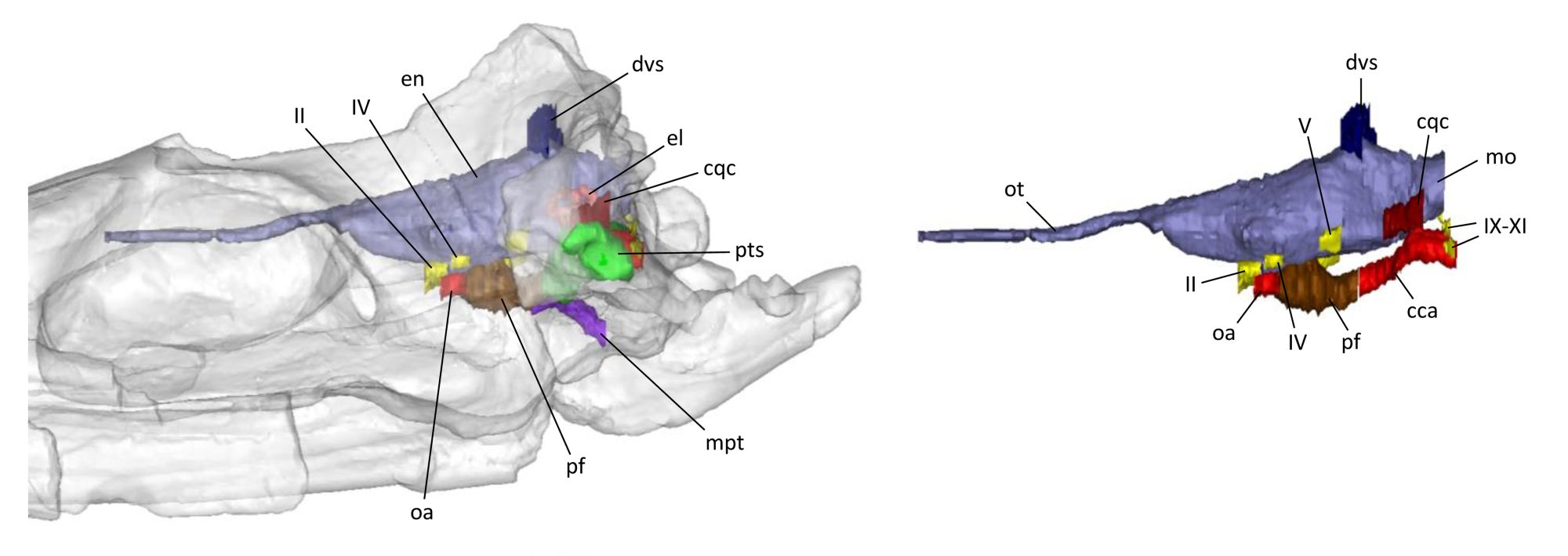 Reconstruction of the brain of Enalioetes schroederi